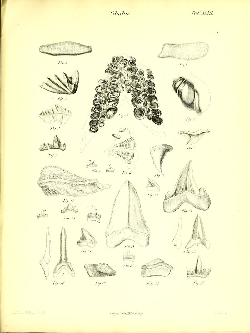 S'ädc/iii. Ta/: Ml// 7W7nt/ t. (/mirdklin-Zi'i/Kir/.