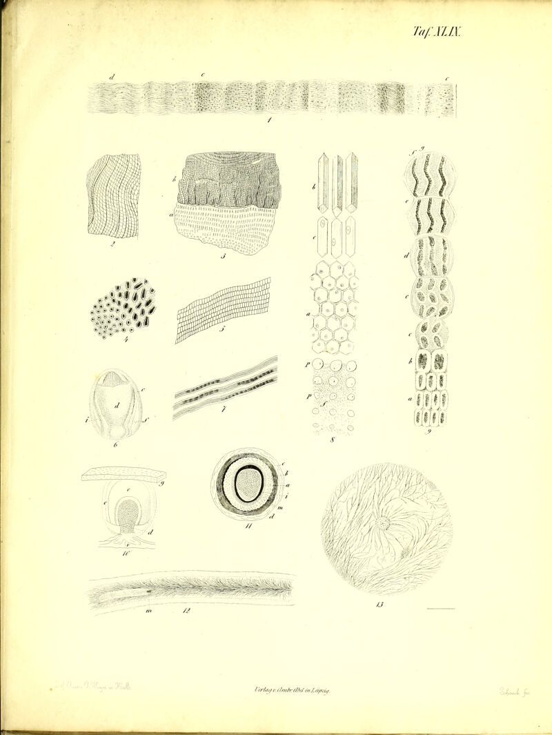lafALJX. I irfas/1: ilmi/n i/M in .Xeipzi//. U»JL ß. r