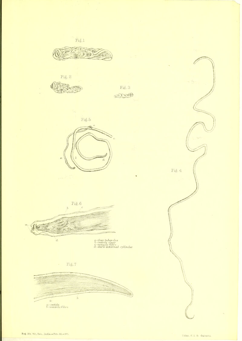 fill Re|. No. 742, San., India.—Feb. 92,-300. 3.1. O. Calcutta.