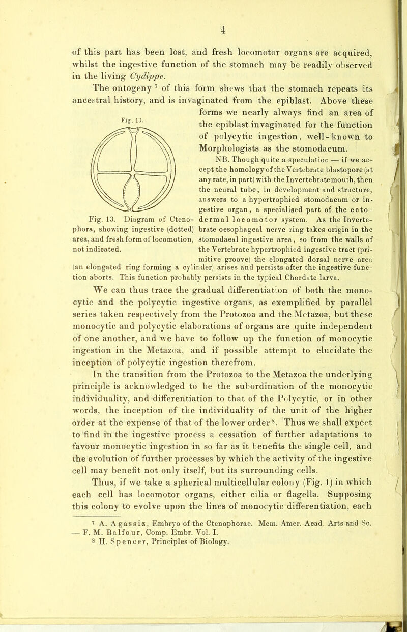 Fig. 13. of this part has been lost, and fresh locoxnotor Organs are acquired, whilst the ingestive function of the stomach may be readily observed in the living Cydippe. The ontogeny 7 of this form shews that the stomach repeats its ancestral history, and is invaginated from the epiblast. Above these forms we nearly always find an area of the epiblast invaginated for the function of polycytic ingestion, well-known to Morphologists as the stomodaeum. NB. Though quite a speculation — if we ac- ceptthe homology ofthe Vertebrate blastopore (at any rate, in part) witb the In vertebrate mouth, then the neural tube, in development and structure, answers to a hypertrophied stomodaeum or in- gestive organ, a specialised part of the ecto- Fig. 13. Diagram of Cteno- dermal locomotor System. As the Inverte- phora, showing ingestive (dotted) brate oesophageal nerve ring takes origin in the area, and fresh form of locomotion, stomodaeal ingestive area, so from the walls of not indicated. the Vertebrate hypertrophied ingestive tract (pri- mitive groove) the elongated dorsal nerve area (an elongated ring forming a cylinder) arises and persists after the ingestive func- tion aborts. This function probably persists in the typical Chordate larva. We can thus trace the gradual differentiation of both the mono- cytic and the polycytic ingestive organs, as exemplified by parallel series taken respectively from the Protozoa and the Metazoa, but these monocytic and polycytic elaborations of Organs are quite independent of one another, and we have to follow up the function of monocytic ingestion in the Metazoa, and if possible attempt to elucidate the inception of polycytic ingestion therefrom. In the transition from the Protozoa to the Metazoa the underlying principle is acknowledged to be the Subordination of the monocytic individuality, and differentiation to that of the Polycytic, or in other words, the inception of the individuality of the unit of the higher order at the expense of that of the lower order8. Thus we shall expect to find in the ingestive process a cessation of further adaptations to favour monocytic ingestion in so far as it benefits the single cell, and the evolution of further processes by which the activity of the ingestive cell may benefit not only itself, but its surrounding cells. Thus, if we take a spherical multicellular colony (Fig. 1) in which each cell has locomotor organs, either cilia or flagella. Supposing this colony to evolve upon the lines of monocytic differentiation, each 7 A. Agassiz, Embryo ofthe Ctenophorae. Mem. Amer. Aead. Arts and Sc. — F. M. Balfour, Comp. Embr. Vol. I. 8 H. Spencer, Principles of Biology.