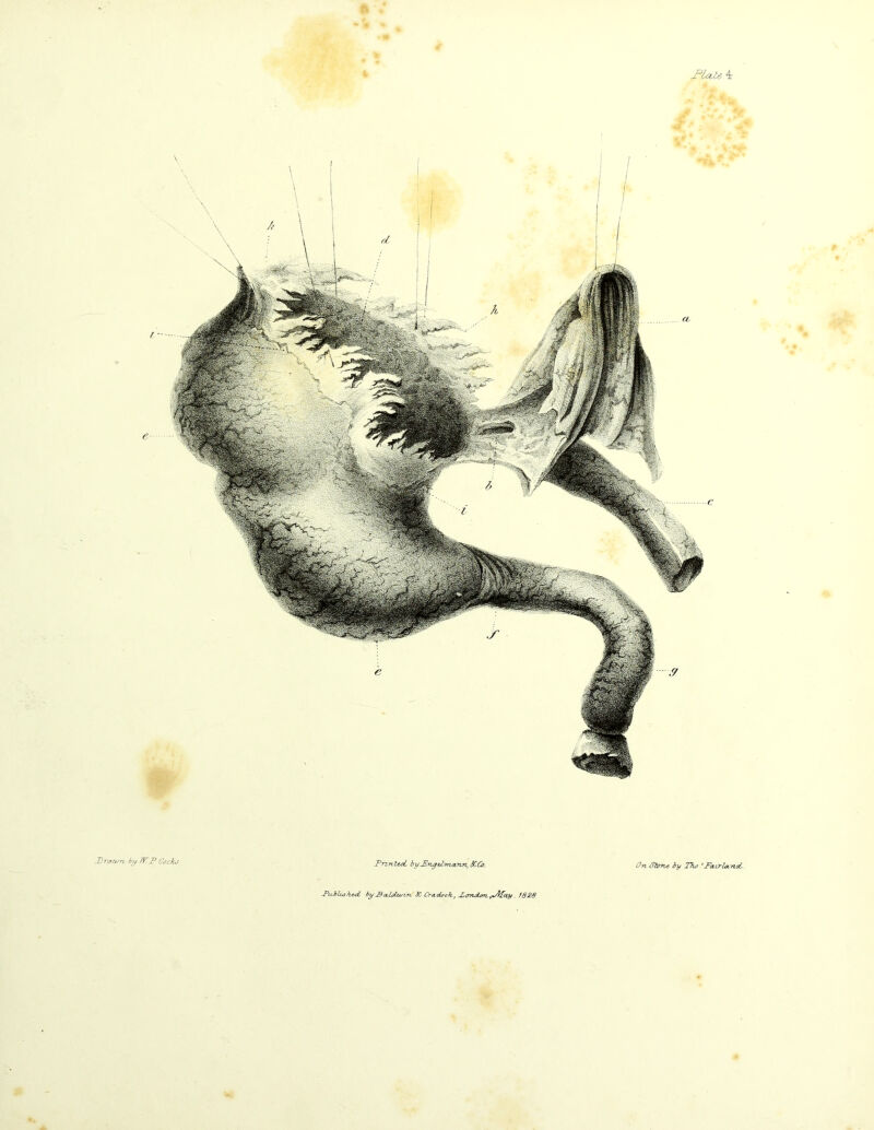 Drawn, by W. P Cocks Printed, byDnytlmann, SCCo. On iCZone by Tho ‘Pa,irla.noL Picblus k.c-cL by 23 a,dui in. bC Cra-docfc, J^orutcm. y^Ccty, 1828