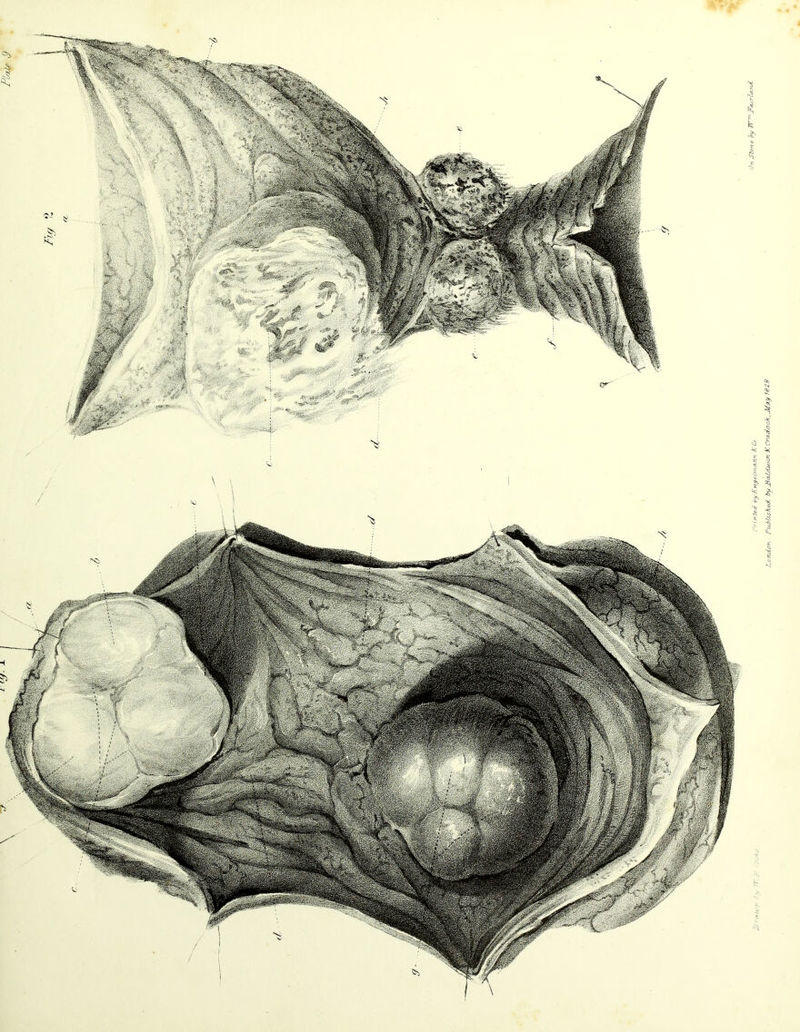 Print'd byEnneLincvm/CCo 0n Stme hf FwU-nJ. London Published by JBaidwcn. K Cradock, _Ma.y 1828