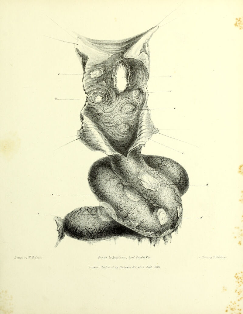 Drawn by TV. P Cocks Printed byEngecnwnt, Graf Cvindet.tCCo Dondon-. Published by Poddiwin HI Cra/iock Sip.1.' 1828. J-n Scons by T. Podrluru- # ’ ' V.V «(*•