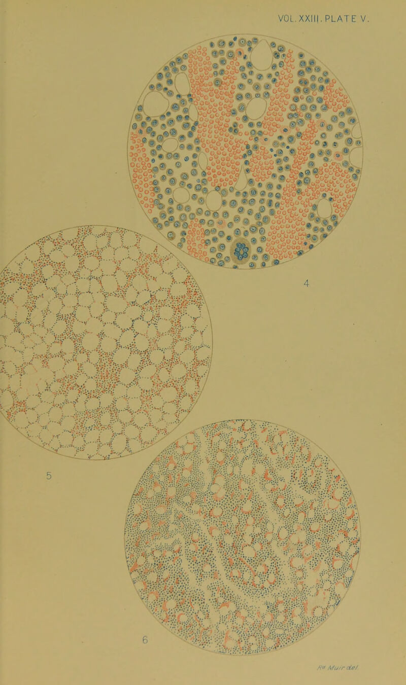 VOL.XXIII. PLATE V. Mu/r def