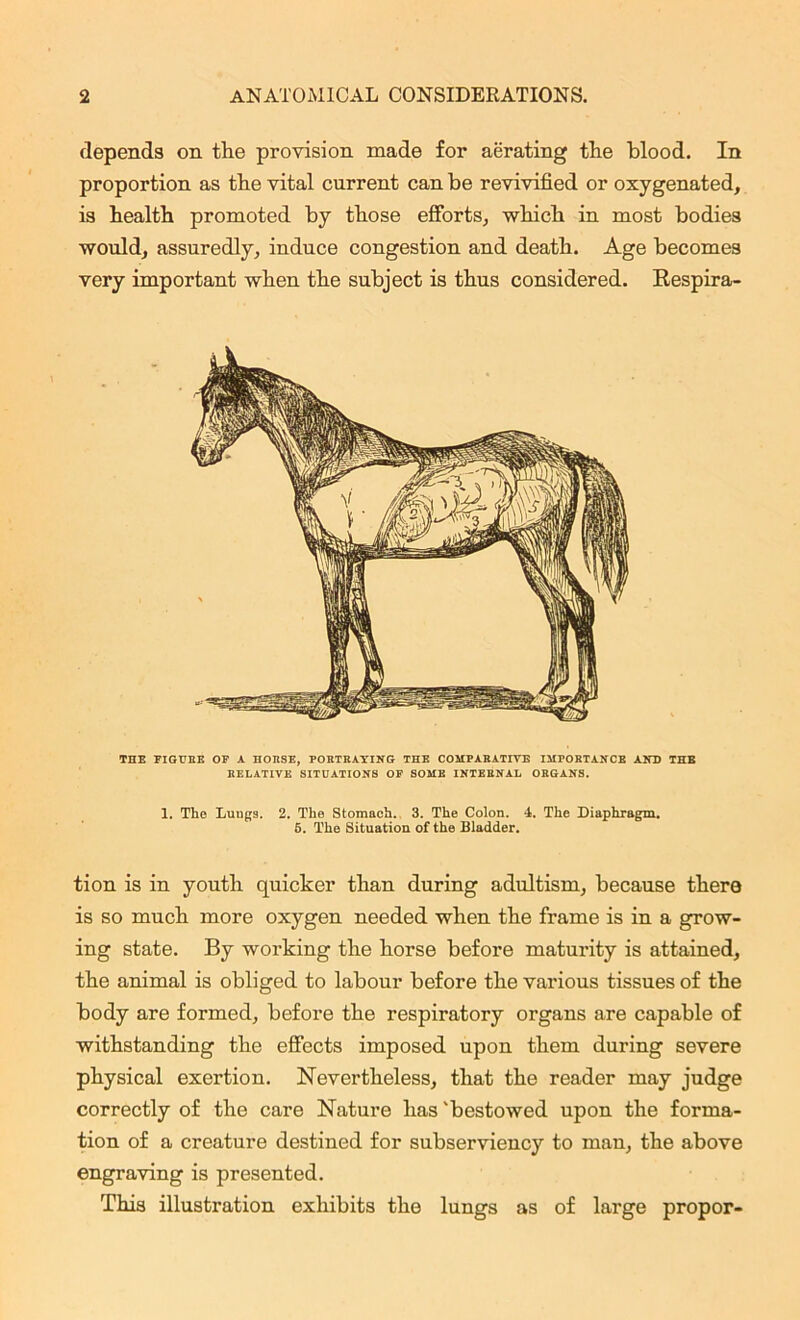 depends on the provision made for aerating the blood. In proportion as the vital current can be revivified or oxygenated, is health promoted by those efforts, which in most bodies would, assuredly, induce congestion and death. Age becomes very important when the subject is thus considered. Kespira- THE FIGURE OF A HORSE, PORTRAYING THE COMPARATIVE IMPORTANCE AND THE RELATIVE SITUATIONS OF SOME INTERNAL ORGANS. 1. The Luugs. 2. The Stomach. 3. The Colon. 4. The Diaphragm. 6. The Situation of the Bladder. tion is in youth quicker than during adultism, because there is so much more oxygen needed when the frame is in a grow- ing state. By working the horse before maturity is attained, the animal is obliged to labour before the various tissues of the body are formed, before the respiratory organs are capable of withstanding the effects imposed upon them during severe physical exertion. Nevertheless, that the reader may judge correctly of the care Nature has 'bestowed upon the forma- tion of a creature destined for subserviency to man, the above engraving is presented. This illustration exhibits the lungs as of large propor-