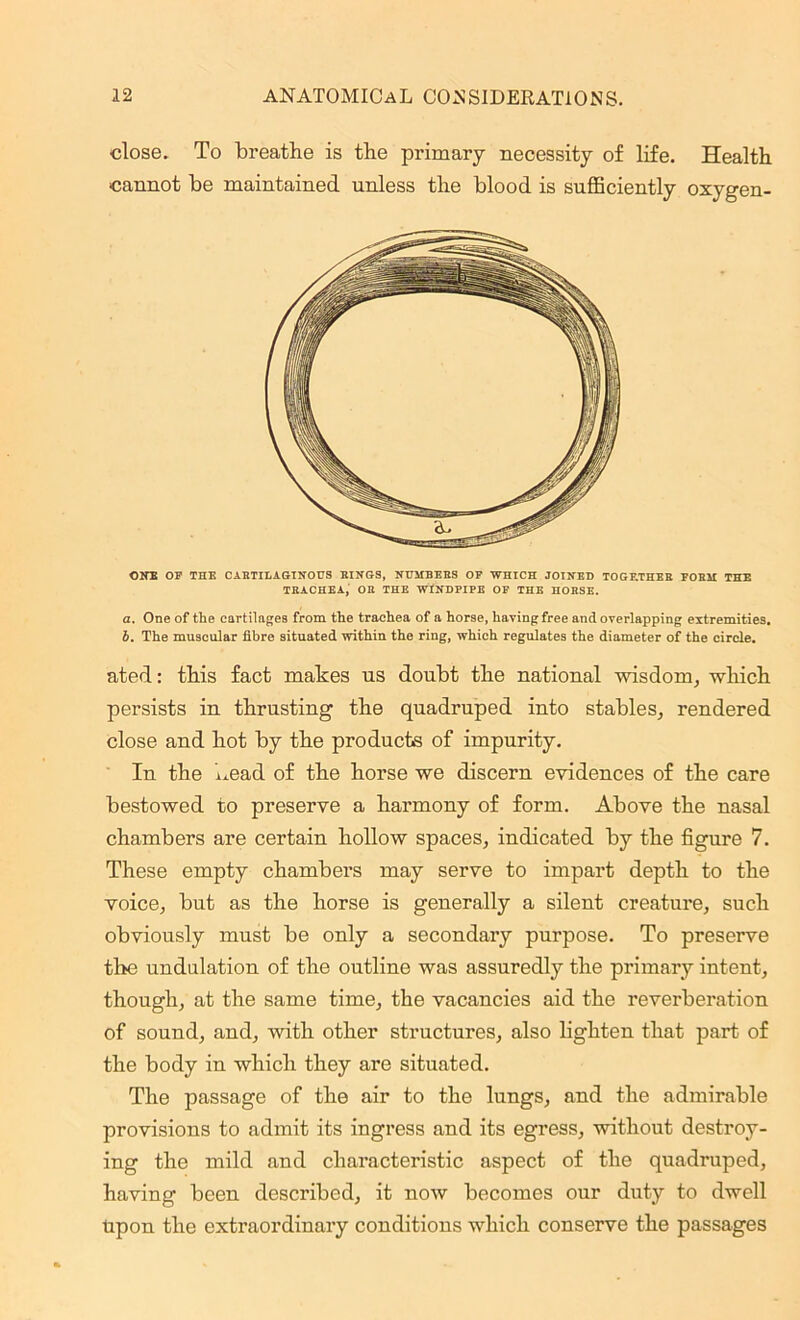 close. To breathe is the primary necessity of life. Health cannot be maintained unless the blood is sufficiently oxygen- ONE OP THE CARTILAGINOUS RINGS, NUMBERS OP WHICH JOINED TOGETHER FORM THE TRACHEA, OR THE WINDPIPE OF THE HORSE. a. One of the cartilages from the trachea of a horse, having free and overlapping extremities. b. The muscular fibre situated within the ring, which regulates the diameter of the circle. ated: this fact makes us doubt the national wisdom, which persists in thrusting the quadruped into stables, rendered close and hot by the products of impurity. In the head of the horse we discern evidences of the care bestowed to preserve a harmony of form. Above the nasal chambers are certain hollow spaces, indicated by the figure 7. These empty chambers may serve to impart depth to the voice, but as the horse is generally a silent creature, such obviously must be only a secondary purpose. To preserve the undulation of the outline was assuredly the primary intent, though, at the same time, the vacancies aid the reverberation of sound, and, with other structures, also lighten that part of the body in which they are situated. The passage of the air to the lungs, and the admirable provisions to admit its ingress and its egress, without destroy- ing the mild and characteristic aspect of the quadruped, having been described, it now becomes our duty to dwell Upon the extraordinary conditions which conserve the passages