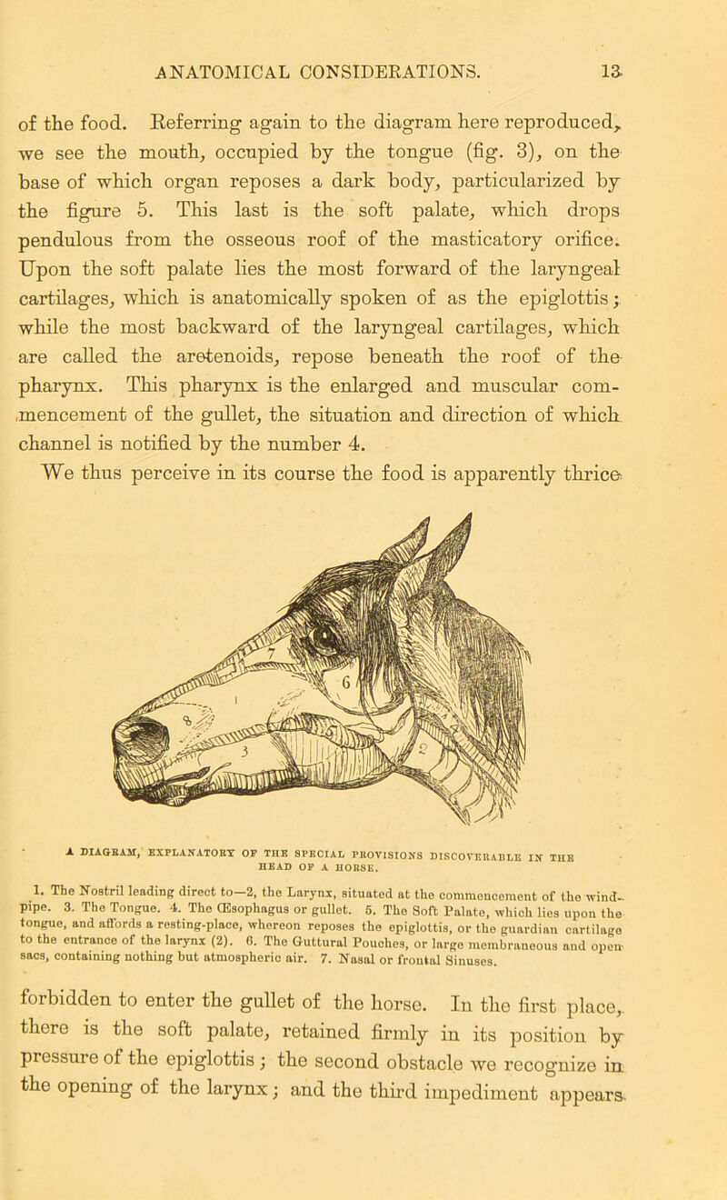 of the food. Referring again to the diagram here reproduced, we see the mouth, occupied by the tongue (fig. 3), on the base of which organ reposes a dark body, particularized by the figure 5. This last is the soft palate, which drops pendulous from the osseous roof of the masticatory orifice. Upon the soft palate lies the most forward of the laryngeal cartilages, which is anatomically spoken of as the epiglottis; while the most backward of the laryngeal cartilages, which are called the aretenoids, repose beneath the roof of the pharynx. This pharynx is the enlarged and muscular com- mencement of the gullet, the situation and direction of which channel is notified by the number 4. We thus perceive in its course the food is apparently thrice X DIAGRAM, EXPLANATORY OF THE SPECIAL PROVISIONS DISCOVERABLE IN THE HEAD OF A HORSE. 1. The Nostril leading direct to—2, the Larynx, situated at the commencement of the wind- pipe. 3. The Tongue. 4. The (Esophagus or gullet. 5. The Soft Palate, which lies upon the tongue, and affords a resting-place, whereon reposes the epiglottis, or the guardian cartilage to the entrance of the larynx (2). 6. The Guttural Pouches, or large membraneous and open' sacs, containing nothing but atmospheric air. 7. Nasal or frontal Sinuses. forbidden to enter the gullet of the horse. In the first place, there is the soft palate, retained firmly in its position by pressure of the epiglottis ; the second obstacle we recognize in the opening of the larynx; and the third impediment appears.