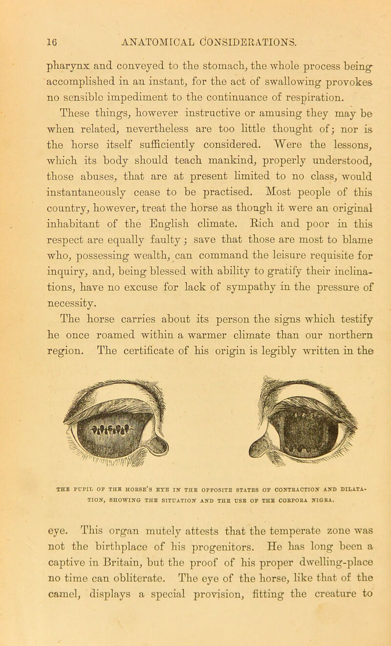 pharynx and conveyed to the stomach, the whole process being- accomplished in an instant, for the act of swallowing provokes- no sensible impediment to the continuance of respiration. These things, however instructive or amusing they may be when related, nevertheless are too little thought of; nor is the horse itself sufficiently considered. Were the lessons, which its body should teach mankind, properly understood, those abuses, that are at present limited to no class, would instantaneously cease to be practised. Most people of this country, however, treat the horse as though it were an original inhabitant of the English climate. Rich and poor in this respect are equally faulty; save that those are most to blame who, possessing wealth, can command the leisure requisite for inquiry, and, being blessed with ability to gratify their inclina- tions, have no excuse for lack of sympathy in the pressure of necessity. The horse carries about its person the signs which testify he once roamed within a warmer climate than our northern region. The certificate of his origin is legibly written in the THE PUPIL OP THE HOESE’s EYE IN THE OPPOSITE STATES OP CONTRACTION AND DILATA- TION, SHOWING THE SITUATION AND THE USB OF THE COBPOBA NIGEA. eye. This organ mutely attests that the temperate zone was not the birthplace of his progenitors. He has long been a captive in Britain, but the proof of his proper dwelling-place no time can obliterate. The eye of the horse, like that of the camel, displays a special provision, fitting the creature to