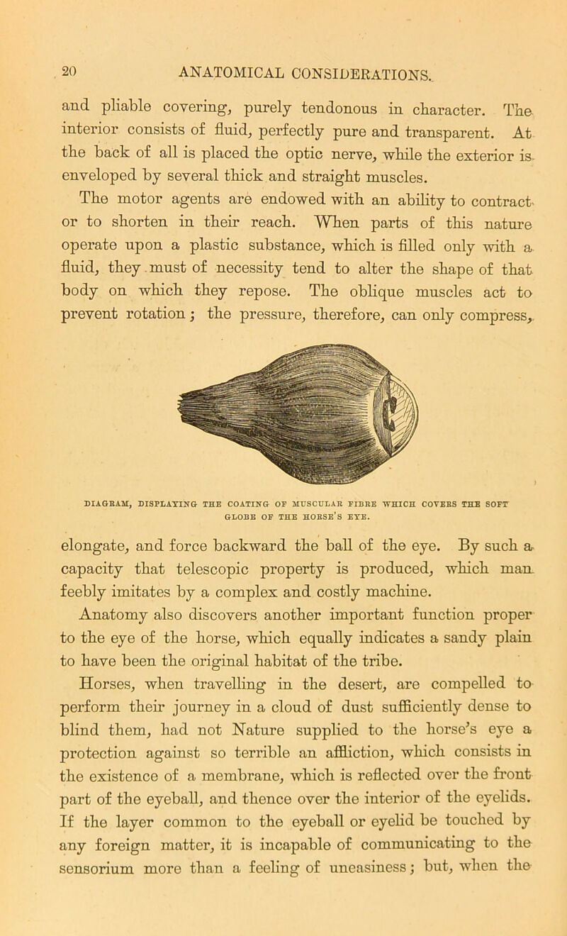 and pliable covering, purely tendonous in character. The interior consists of fluid, perfectly pure and transparent. At the back of all is placed the optic nerve, while the exterior is enveloped by several thick and straight muscles. The motor agents are endowed with an ability to contract- or to shorten in their reach. When parts of this nature operate upon a plastic substance, which is filled only with a fluid, they must of necessity tend to alter the shape of that body on which they repose. The oblique muscles act to prevent rotation; the pressure, therefore, can only compress. DIAGRAM, DISPLAYING THE COATING OF MUSCULAR FIBRE WHICH COVERS THE SOFT GLOBE OF THE HORSE’S EYE. elongate, and force backward the ball of the eye. By such a capacity that telescopic property is produced, which man. feebly imitates by a complex and costly machine. Anatomy also discovers another important function proper to the eye of the horse, which equally indicates a sandy plain to have been the original habitat of the tribe. Horses, when travelling in the desert, are compelled to perform their journey in a cloud of dust sufficiently dense to blind them, had not Nature supplied to the horse’s eye a protection against so terrible an affliction, which consists in the existence of a membrane, which is reflected over the front part of the eyeball, and thence over the interior of the eyelids. If the layer common to the eyeball or eyelid be touched by any foreign matter, it is incapable of communicating to the sensorium more than a feeling of uneasiness; but, when the