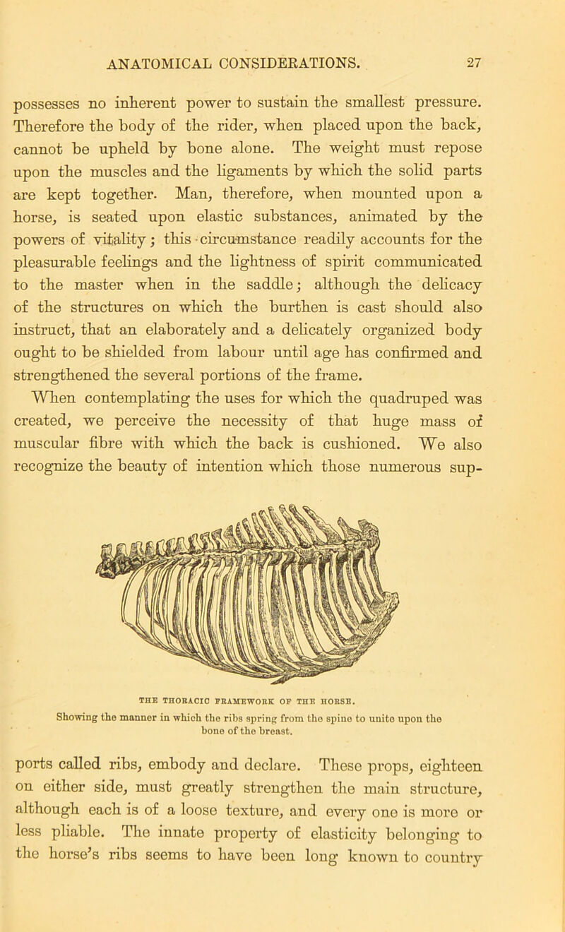 possesses no inherent power to sustain the smallest pressure. Therefore the body of the rider, when placed upon the hack, cannot be upheld by bone alone. The weight must repose upon the muscles and the ligaments by which the solid parts are kept together. Man, therefore, when mounted upon a horse, is seated upon elastic substances, animated by the powers of vitality ; this • circumstance readily accounts for the pleasurable feelings and the lightness of spirit communicated to the master when in the saddle; although the delicacy of the structures on which the burthen is cast should also instruct, that an elaborately and a delicately organized body ought to be shielded from labour until age has confirmed and strengthened the several portions of the frame. When contemplating the uses for which the quadruped was created, we perceive the necessity of that huge mass of muscular fibre with which the back is cushioned. We also recognize the beauty of intention which those numerous sup- THE THOKACIC PIUMEWORIC OP THE HOESB. Showing the manner in which the ribs spring from the spiue to unite upon the bone of the breast. ports called ribs, embody and declare. These props, eighteen on either side, must greatly strengthen the main structure, although each is of a loose texture, and every one is more or less pliable. The innate property of elasticity belonging to the horse’s ribs seems to have been long known to country