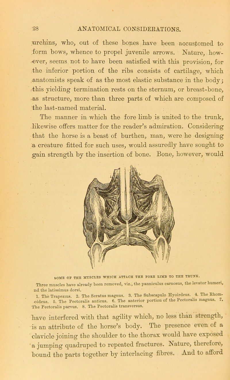 urchins, who, out of these hones have been accustomed to form bows, whence to propel juvenile arrows. Nature, how- •ever, seems not to have been satisfied with this provision, for the inferior portion of the ribs consists of cartilage, which anatomists speak of as the most elastic substance in the body; this yielding termination rests on the sternum, or breast-bone, as structure, more than three parts of which are composed of the last-named material. The manner in which the fore limb is united to the trunk, likewise offers matter for the reader’s admiration. Considering that the horse is a beast of burthen, man, were he designing a creature fitted for such uses, would assuredly have sought to gain strength by the insertion of bone. Bone, however, would BOMB OB THE MUSCLES WHICH ATTACH THE EOEE LIMB TO THE TRUNK. Three muscles have already been removed, viz., the panniculus carnosus, the levator humeri, ud the latissimus dorsi. 1. The Trapezius. 2. The Seratus magnus. 3. The Subscapulo Hyoirdeus. 1. The Rhom- oideus. 6. The Pectoralis anticus. 6. The anterior portion of the Pectoralis magnus. 7. The Pectoralis parvus. 8. The Pectoralis transversus. have interfered with that agility which, no less than strength, is an attribute of the horse’s body. The presence even of a clavicle joining the shoulder to the thorax would have exposed a jumping quadruped to repeated fractures. Nature, therefore, bound the parts together by interlacing fibres. And to afioid