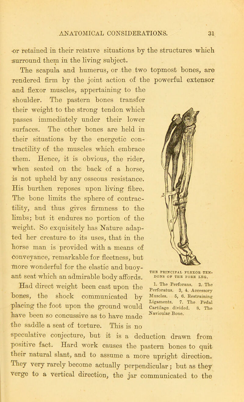 or retained in tlieir relative situations by the structures winch ■surround them in the living subject. The scapula and humerus, or the two topmost bones, are rendered firm by the joint action of the powerful extensor and flexor muscles, appertaining to the shoulder. The pastern bones transfer their weight to the strong tendon which, passes immediately under their lower surfaces. The other bones are held in their situations by the energetic con- tractility of the muscles whicli embrace them. Hence, it is obvious, the rider, when seated on the back of a horse, is not upheld by any osseous resistance. His burthen reposes upon living fibre. The bone limits the sphere of contrac- tility, and thus gives firmness to the limbs; but it endures no portion of the weight. So exquisitely has Nature adap- ted her creature to its uses, that in the liorse man is provided with a means of conveyance, remarkable for fleetness, but more wonderful for the elastic and buoy- ant seat which an admirable body affords. Had direct weight been cast upon the bones, the shock communicated by placing the foot upon the ground would have been so concussive as to have made the saddle a seat of torture. This is no speculative conjecture, but it is a deduction drawn from positive fact. Hard work causes the pastern bones to quit their natural slant, and to assume a more upright direction. They very rarely become actually perpendicular; but as they verge to a vertical direction, the jar communicated to the THE PRINCIPAL FLEXOR TEN- DONS OF THE FOEE LEG. 1. The Perforans. 2. The Perforatus. 3, 4. Accessory Muscles. 6, 6. Restraining Ligamonts. 7. The Pedal Cartilage divided. 8. The Navicular Bone.