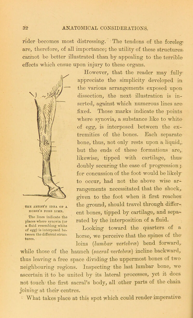 rider becomes most distressing. The tendons of the foreleg are, therefore, of all importance; the utility of these structures, cannot be better illustrated than by appealing to the terrible effects which ensue upon injury to these organs. However, that the reader may fully appreciate the simplicity developed in the various arrangements exposed upon dissection, the next illustration is in- serted, against which numerous lines are- fixed. Those marks indicate the points where synovia, a substance like to white- of egg, is interposed between the ex- tremities of the bones. Each separate- bone, thus, not only rests upon a liquid,, but the ends of these formations are, likewise, tipped with cartilage, thus- doubly securing the ease of progression ; for concussion of the foot would be likely to occur, had not the above wise ar- rangements necessitated that the shock,, given to the foot when it first reaches the ground, should travel through differ- ent bones, tipped by cartilage, and sepa- rated by the interposition of a fluid. Looking toward the quarters of a horse, we perceive that the spines of the- loins (lumbar vertebrce) bend forward, while those of the haunch (sacral vertebrce) incline backward, thus leaving a free space dividing the uppermost bones of two neighbouring regions. Inspecting the last lumbar bone, we ascertain it to be united by its lateral processes, yet it does not touch- the first sacral’s body, all other parts of the chain joining at their centres. What takes place at this spot which could render imperative THE ARTIST S IDEA OF A horse’s FORE LIMB. The lines indicate the places where synovia (or a fluid resembling white of egg) is interposed be- tween the different struc- tures.