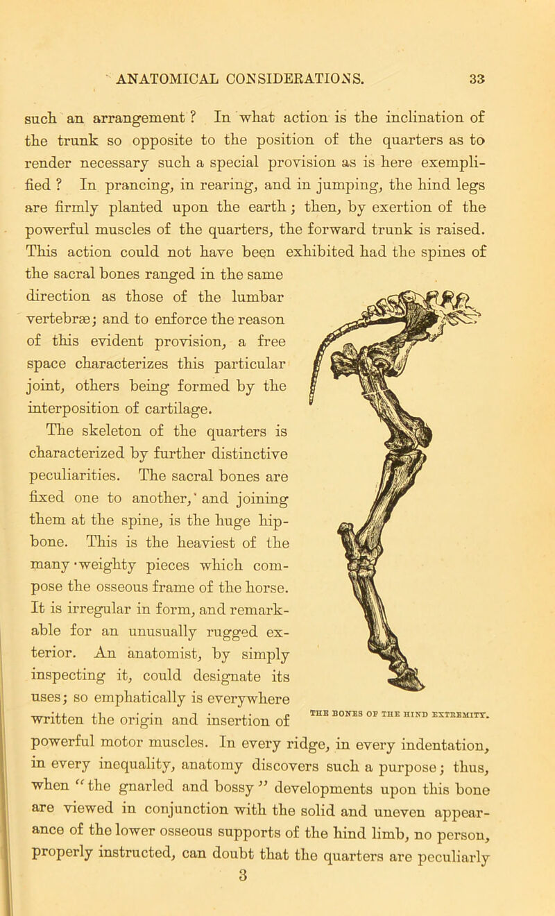 such an arrangement ? In wliat action is the inclination of the trunk so opposite to the position of the quarters as to render necessary such a special provision as is here exempli- fied ? In prancing, in rearing, and in jumping, the hind legs are firmly planted upon the earth; then, by exertion of the powerful muscles of the quarters, the forward trunk is raised. This action could not have been exhibited had the spines of the sacral bones ranged in the same direction as those of the lumbar vertebrae; and to enforce the reason of this evident provision, a free space characterizes this particular joint, others being formed by the interposition of cartilage. The skeleton of the quarters is characterized by further distinctive peculiarities. The sacral bones are fixed one to another,'and joining them at the spine, is the huge hip- bone. This is the heaviest of the many 'weighty pieces which com- pose the osseous frame of the horse. It is irregular in form, and remark- able for an unusually rugged ex- terior. An anatomist, by simply inspecting it, could designate its uses; so emphatically is everywhere written the origin and insertion of powerful motor muscles. In every ridge, in every indentation, in every inequality, anatomy discovers such a purpose; thus, when “ the gnarled and bossy ” developments upon this bone are viewed in conjunction with the solid and uneven appear- ance of the lower osseous supports of the hind limb, no person, properly instructed, can doubt that the quarters are peculiarly 3