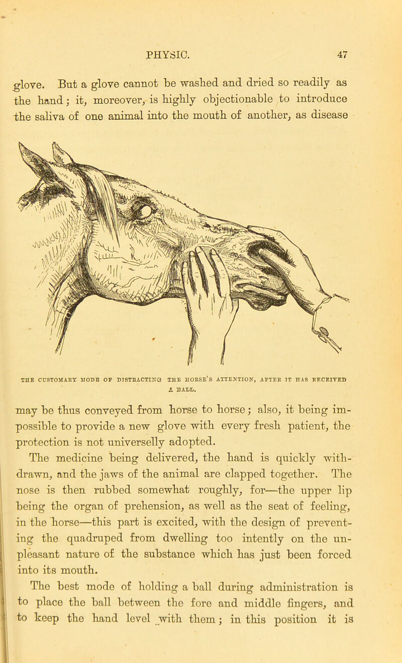 glove. But a glove cannot be washed and dried so readily as the hand; it, moreover, is highly objectionable to introduce the saliva of one animal into the mouth of another, as disease THE CUSTOMARY MODE OF DISTRACTING* THE HORSE’S ATTENTION, AFTER IT HAS RECEIVED A HALL. may be thus conveyed from horse to horse; also, it being im- possible to provide a new glove with every fresh patient, the protection is not universelly adopted. The medicine being delivered, the hand is quickly with- drawn, and the jaws of the animal are clapped together. The nose is then rubbed somewhat roughly, for—the upper lip being the organ of prehension, as well as the seat of feeling, in the horse—this part is excited, with the design of prevent- ing the quadruped from dwelling too intently on the un- pleasant nature of the substance which has just been forced into its mouth. The best mode of holding a ball during administi’ation is to place the ball between the fore and middle fingers, and to keep the hand level with them; in this position it is