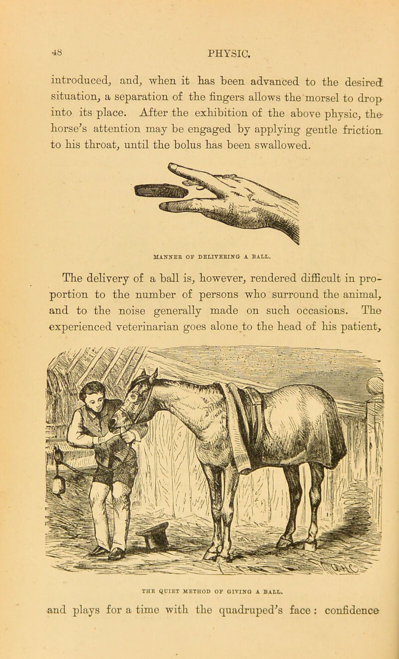 introduced, and, when it has been advanced to the desired situation, a separation of the fingers allows the morsel to drop into its place. After the exhibition of the above physic, the horse's attention may be engaged by applying gentle friction, to his throat, until the bolus has been swallowed. MANNER OF DELIVERING A BALL. The delivery of a ball is, however, rendered difficult in pro- portion to the number of persons who surround the animal, and to the noise generally made on such occasions. The experienced veterinarian goes alone to the head of his patient. THE QUIET METHOD OF GIVING A BALL. and plays for a time with the quadruped's face : confidence