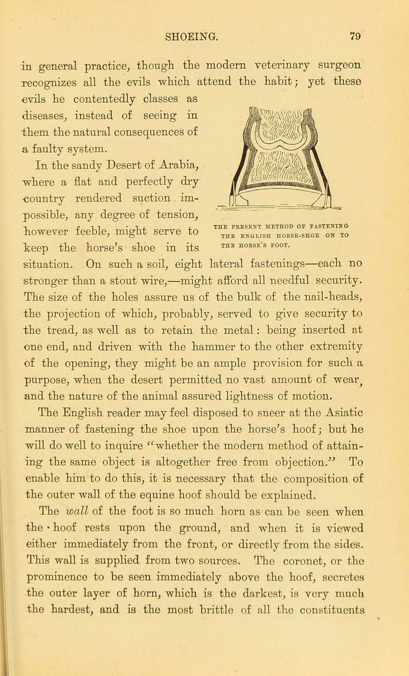 in general practice, though the modern veterinary surgeon recognizes all the evils which attend the habit; yet these evils he contentedly classes as diseases, instead of seeing in them the natural consequences of a faulty system. In the sandy Desert of Arabia, where a flat and perfectly dry country rendered suction im- possible, any degree of tension, however feeble, might serve to beep the horse’s shoe in its situation. On such a soil, eight lateral fastenings—each no stronger than a stout wire,—might afford all needful security. The size of the holes assure us of the bulk of the nail-heads, the projection of which, probably, served to give security to the tread, as well as to retain the metal: being inserted at one end, and driven with the hammer to the other extremity of the opening, they might be an ample provision for such a purpose, when the desert permitted no vast amount of weaiq and the nature of the animal assured lightness of motion. The English reader may feel disposed to sneer at the Asiatic manner of fastening the shoe upon the horse’s hoof; but he will do well to inquire “whether the modern method of attain- ing the same object is altogether free from objection.” To enable him to do this, it is necessary that the composition of the outer wall of the equine hoof should be explained. The wall of the foot is so much horn as can be seen when the • hoof rests upon the ground, and when it is viewed either immediately from the front, or directly from the sides. This wall is supplied from two sources. The coronet, or the prominence to be seen immediately above the hoof, secretes the outer layer of horn, which is the darkest, is very much the hardest, and is the most brittle of all the constituents THE PRESENT METHOD OF FASTENING THE ENGLISH HORSE-SHOE ON TO THE HORSE’S FOOT.