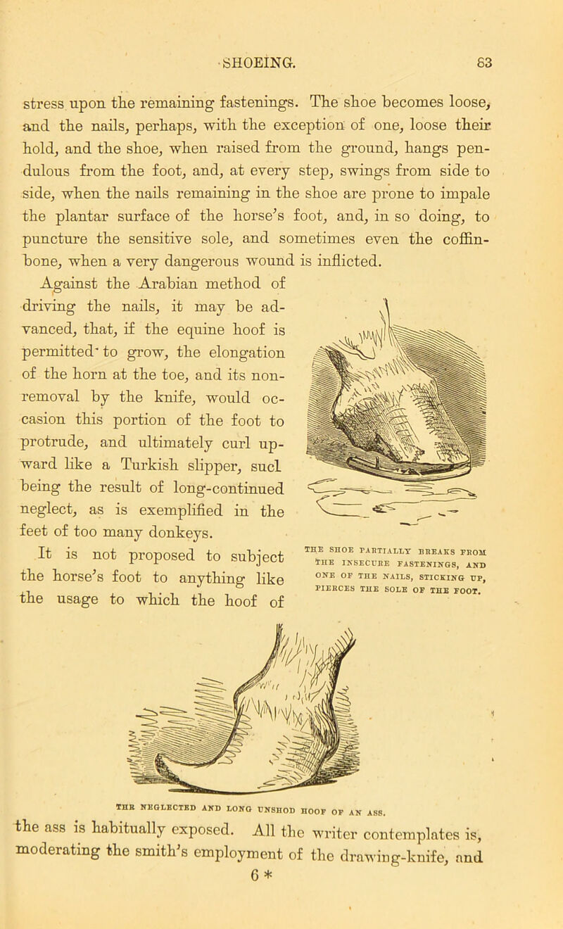 stress upon the remaining fastenings. The shoe becomes loose, ancl the nails, perhaps, with the exception of one, loose their hold, and the shoe, when raised from the ground, hangs pen- dulous from the foot, and, at every step, swings from side to side, when the nails remaining in the shoe are prone to impale the plantar surface of the horse’s foot, and, in so doing, to puncture the sensitive sole, and sometimes even the coffin- bone, when a very dangerous wound is inflicted. Against the Arabian method of driving the nails, it may be ad- vanced, that, if the equine hoof is permitted' to grow, the elongation of the horn at the toe, and its non- removal by the knife, would oc- casion this portion of the foot to protrude, and ultimately curl up- ward like a Turkish slipper, sucl being the result of long-continued neglect, as is exemplified in the feet of too many donkeys. It is not proposed to subject the horse’s foot to anything like the usage to which the hoof of THE SHOE PARTIALLY BREAKS FROM The insecure fastenings, and ONE OF THE NAILS, STICKING DP, PIERCES THE SOLE OF THE FOOT. THE NEGLECTED AND LONG DNSHOD HOOF OF AN ASS. the ass is habitually exposed. All the writer contemplates is, moderating the smith’s employment of the drawing-knife, and 6 *