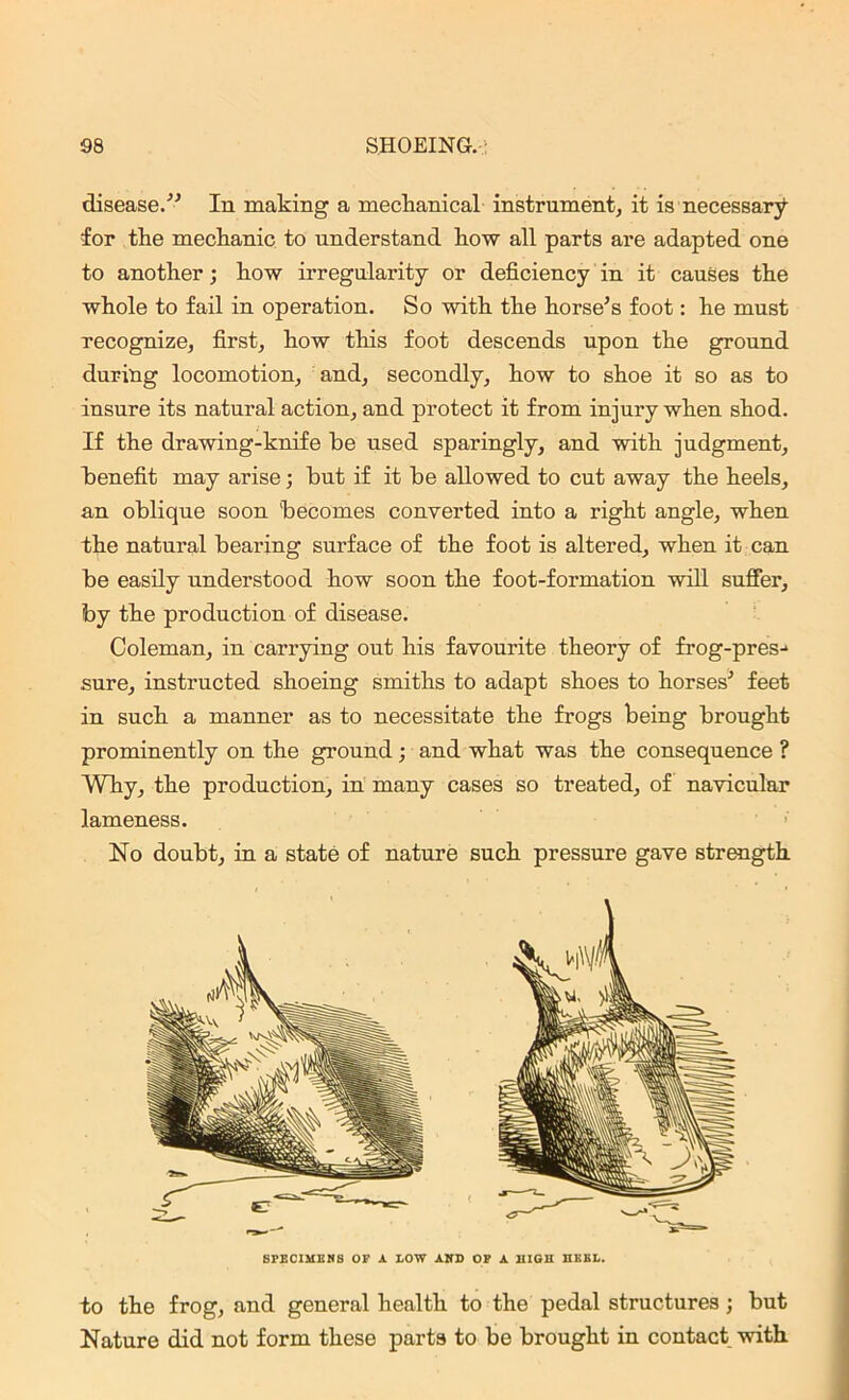 disease.” In making a mechanical instrument, it is necessary for the mechanic to understand how all parts are adapted one to another; how irregularity or deficiency in it causes the whole to fail in operation. So with the horse’s foot: he must recognize, first, how this foot descends upon the ground during locomotion, and, secondly, how to shoe it so as to insure its natural action, and protect it from injury when shod. If the drawing-knife he used sparingly, and with judgment, benefit may arise; but if it be allowed to cut away the heels, an oblique soon becomes converted into a right angle, when the natural bearing surface of the foot is altered, when it can be easily understood how soon the foot-formation will suffer, by the production of disease. Coleman, in carrying out his favourite theory of frog-pres-* sure, instructed shoeing smiths to adapt shoes to horses’ feet in such a manner as to necessitate the frogs being brought prominently on the ground; and what was the consequence ? Why, the production, in many cases so treated, of navicular lameness. No doubt, in a state of nature such pressure gave strength SPECIMENS OF A LOW AND OF A HIGH HEEL. to the frog, and general health to the pedal structures; but Nature did not form these parts to be brought in contact with