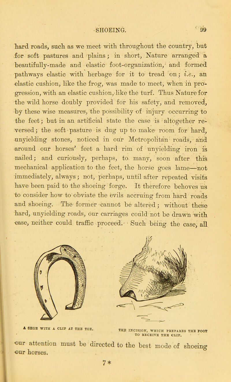 (■ hard roads, such as we meet with throughout the country, hut for soft pastures and plains; in short, Nature arranged a heautifully-made and elastic foot-organization, and formed pathways elastic with herbage for it to tread on; i.e., an elastic cushion, like the frog, was made to meet, when in pro- gression, with an elastic cushion, like the turf. Thus Nature for the wild horse doubly provided for his safety, and removed, by these wise measures, the possibility of injury occurring to the feet; but in an artificial state the case is altogether re- versed; the soft pasture is dug up to make room for hard, unyielding stones, noticed in our Metropolitan roads, and around our horses’ feet a hard rim of unyielding iron is nailed; and curiously, perhaps, to. many, soon after this mechanical application to the feet, the horse goes lame—not immediately, always; not, perhaps, until after repeated visits have been paid to the shoeing forge. It therefore behoves us to consider how to obviate the evils accruing from hard roads and shoeing. The former cannot be altered; without these hard, unyielding roads, our carriages could not be drawn with ■ease, neither could traffic proceed. Such being the case, all A 8HOE WITH A CMP AT THE TOE. THE INCISION, WHICH PHEPABBS THE FOOT TO BECEITE THE CMP. -our attention must be directed to the best mode of shoeing ■our horses.