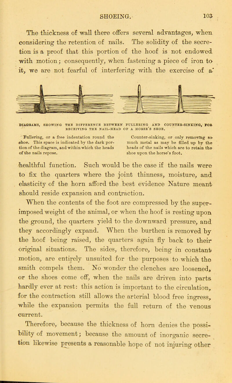 The thickness of wall there offers several advantages, when, considering the retention of nails. The solidity of the secre- tion is a proof that this portion of the hoof is not endowed with motion; consequently, when fastening a piece of iron to it, we are not fearful of interfering with the exercise of a* DIAGRAMS, SHOWING THE DIFFERENCE BETWEEN FULLERING AND COUNTER-SINKING, FOR. RECEIVING THE NAIL-HEAD OF A HORSE’S SHOE. Fullering, or a free indentation round the Counter-sinking, or only removing so shoe. This space is indicated by the dark por- much metal as may be filled up by the tionof the diagram, and within which the heads heads of the nails which are to retain the of the nails repose. shoe upon the horse’s foot. healthful function. Such would be the case if the nails were to fix the quarters where the joint thinness, moisture, and elasticity of the horn afford the best evidence Nature meant should reside expansion and contraction. When the contents of the foot are compressed by the super- imposed weight of the animal, or when the hoof is resting upon the ground, the quarters yield to the downward pressure, and they accordingly expand. When the burthen is removed by the hoof being raised, the quarters again fly back to their original situations. The sides, therefore, being in constant motion, are entirely unsuited for the purposes to which the smith compels them. No wonder the clenches are loosened, or the shoes come off, when the nails are driven into parts hardly ever at rest: this action is important to the circulation, for the contraction still allows the arterial blood free ingress, while the expansion permits the full return of the venous current. Therefore, because the thickness of horn denies the possi- bility of movement; because the amount of inorganic secre- tion likewise presents a reasonable hope of not injuring other