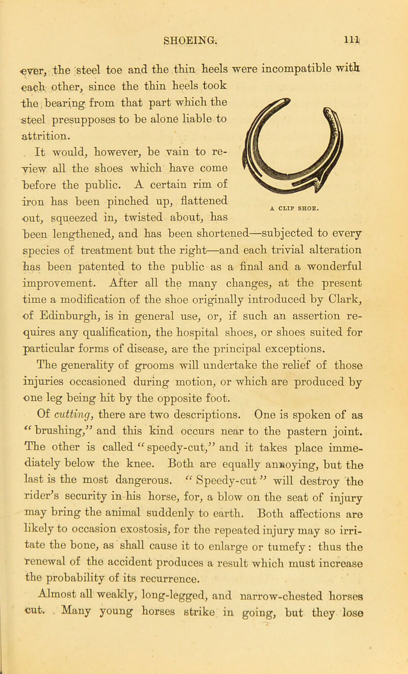 ever, the steel toe and the thin heels were incompatible with each other, since the thin heels took the bearing from that part which the steel presupposes to be alone liable to attrition. It would, however, be vain to re- view all the shoes which have come before the public. A certain rim of iron has been pinched up, flattened r A A CLIP SHOE. ■out, squeezed in, twisted about, has been lengthened, and has been shortened—subjected to every species of treatment but the right—and each trivial alteration has been patented to the public as a final and a wonderful improvement. After all the many changes, at the present time a modification of the shoe originally introduced by Clark, of Edinburgh, is in general use, or, if such an assertion re- quires any qualification, the hospital shoes, or shoes suited for particular forms of disease, are the principal exceptions. The generality of grooms will undertake the relief of those injuries occasioned during motion, or which are produced by one leg being hit by the opposite foot. Of cutting, there are two descriptions. One is spoken of as “ brushing/-’ and tins kind occurs near to the pastern joint. The other is called “ speedy-cut,” and it takes place imme- diately below the knee. Both are equally annoying, but the last is the most dangerous. “ Speedy-cut ” will destroy the rider’s security in his horse, for, a blow on the seat of injury may bring the animal suddenly to earth. Both affections are likely to occasion exostosis, for the repeated injury may so irri- tate the bone, as shall cause it to enlarge or tumefy: thus the renewal of the accident produces a result which must increase the probability of its recurrence. Almost all weakly, long-legged, and narrow-chested horses cut. Many young horses strike in going, but they lose