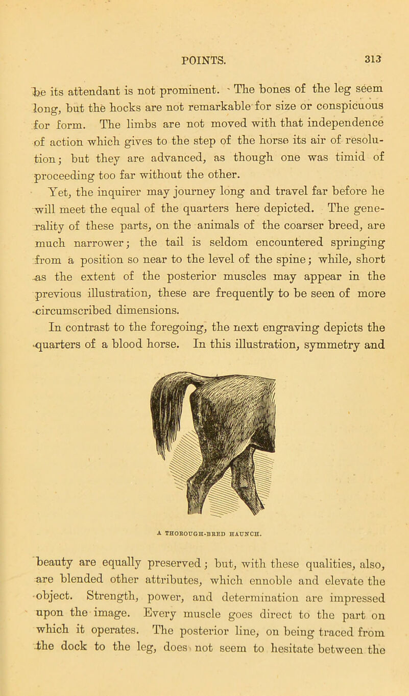 fee its attendant is not prominent. ' The bones of the leg seem lono\ but the hocks are not remarkable for size or conspicuous for form. The limbs are not moved with that independence of action which gives to the step of the horse its air of resolu- tion; but they are advanced, as though one was timid of proceeding too far without the other. Yet, the inquirer may journey long and travel far before he will meet the equal of the quarters here depicted. The gene- rality of these parts, on the animals of the coarser breed, are much narrower; the tail is seldom encountered springing from a position so near to the level of the spine; while, short as the extent of the posterior muscles may appear in the previous illustration, these are frequently to be seen of more •circumscribed dimensions. In contrast to the foregoing, the next engraving depicts the ■quarters of a blood horse. In this illustration, symmetry and A THOROUGH-BRED HAUNCH. beauty are equally preserved; but, with these qualities, also, are blended other attributes, which ennoble and elevate the object. Strength, power, and determination are impressed upon the image. Every muscle goes direct to the part on which it operates. The posterior line, on being traced from the dock to the leg, does < not seem to hesitate between the