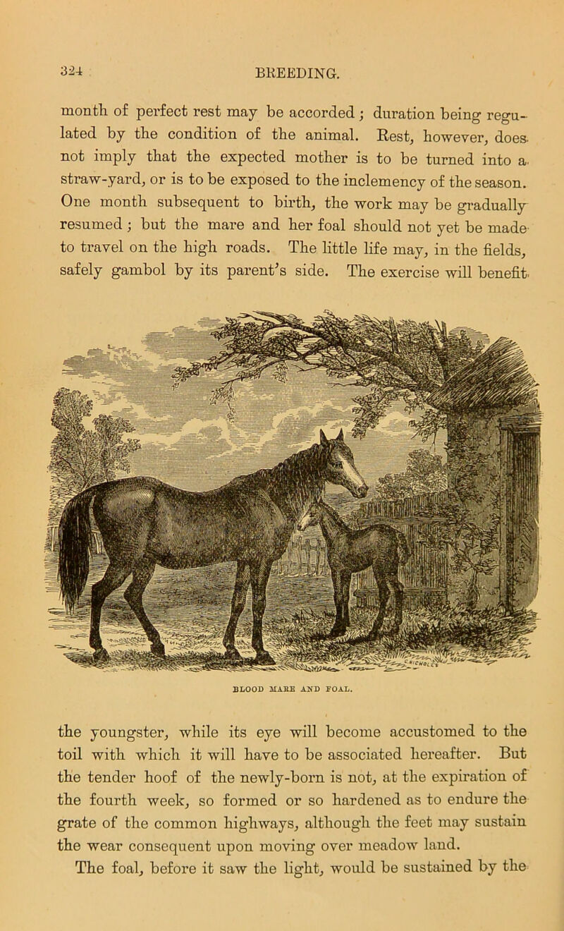 month, of perfect rest may be accorded; duration being regu- lated by the condition of the animal. Rest, however, does- not imply that the expected mother is to be turned into a. straw-yard, or is to be exposed to the inclemency of the season. One month subsequent to birth, the work may be gradually resumed ; but the mare and her foal should not yet be made to travel on the high roads. The little life may, in the fields, safely gambol by its parent's side. The exercise will benefit. BLOOD MAKE AND FOAL. the youngster, while its eye will become accustomed to the toil with which it will have to be associated hereafter. But the tender hoof of the newly-born is not, at the expiration of the fourth week, so formed or so hardened as to endure the grate of the common highways, although the feet may sustain the wear consequent upon moving over meadow land. The foal, before it saw the light, would be sustained by the