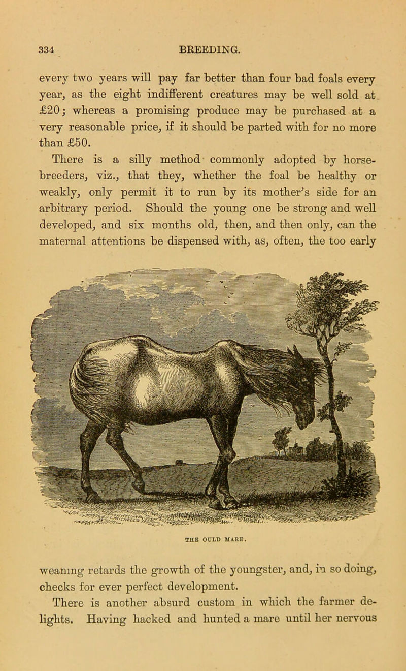 every two years will pay far better than four bad foals every year, as the eight indifferent creatures may be well sold at £20; whereas a promising produce may be purchased at a very reasonable price, if it should be parted with for no more than £50. There is a silly method commonly adopted by horse- breeders, viz., that they, whether the foal be healthy or weakly, only permit it to run by its mother’s side for an arbitrary period. Should the young one be strong and well developed, and six months old, then, and then only, can the maternal attentions be dispensed with, as, often, the too early weanmg retards the growth of the youngster, and, in so doing, checks for ever perfect development. There is another absurd custom in which the farmer de- lights. Having hacked and hunted a mare until her nervous