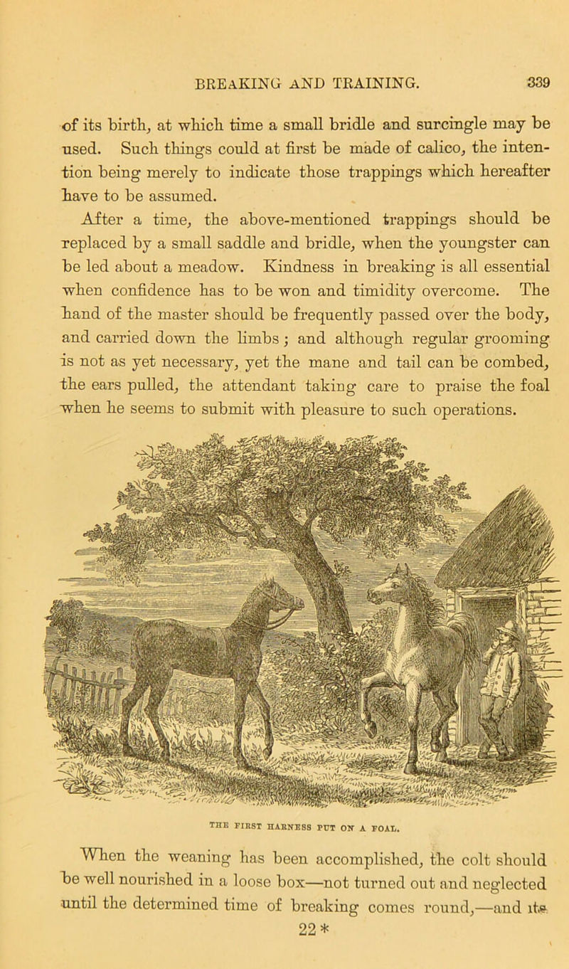 Wlien the weaning has been accomplished, the colt should be well nourished in a loose box—not turned out and neglected until the determined time of breaking comes round,—and it» 22* of its birth, at which time a small bridle and surcingle may be used. Such things could at first be made of calico, the inten- tion being merely to indicate those trappings which hereafter have to be assumed. After a time, the above-mentioned trappings should be replaced by a small saddle and bridle, when the youngster can be led about a meadow. Kindness in breaking is all essential when confidence has to be won and timidity overcome. The hand of the master should be frequently passed over the body, and carried down the limbs; and although regular grooming is not as yet necessary, yet the mane and tail can be combed, the ears pulled, the attendant taking care to praise the foal when he seems to submit with pleasure to such operations. THE FIRST HARNESS PUT ON A FOAL.