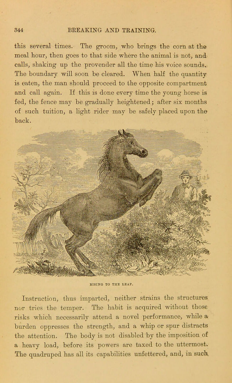 Instruction, thus imparted, neither strains the structures nor tries the temper. The habit is acquired without those risks which necessarily attend a novel performance, while a burden oppresses the strength, and a whip or spur distracts the attention. The body is not disabled by the imposition of a heavy load, before its powers are taxed to the uttermost. The quadruped has all its capabilities unfettered, and, in such this several times. The groom, who brings the corn at the meal hour, then goes to that side where the animal is not, and calls, shaking up the provender all the time his voice sounds. The boundary will soon be cleared. When half the quantity is eaten, the man should proceed to the opposite compartment and call again. If this is done every time the young horse is fed, the fence may be gradually heightened; after six months of such tuition, a light rider may be safely placed upon the back. BISING TO THE LEAP.