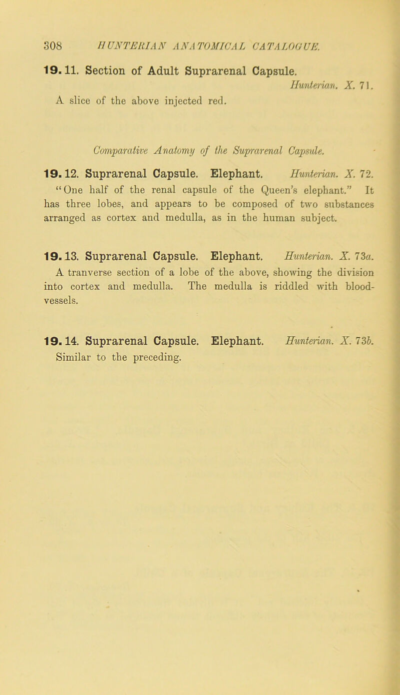 19.11. Section of Adult Suprarenal Capsule. Hunleriari. X 71. A slice of the above injected red. Comparative Anatomy of the Suprarenal Capsule. 19.12. Suprarenal Capsule. Elephant. Hunterian. X 72. “One half of the renal capsule of the Queen’s elephant.” It has three lobes, and appears to be composed of two substances arranged as cortex and medulla, as in the human subject. 19.13. Suprarenal Capsule. Elephant. Hunterian. X 73a. A tranverse section of a lobe of the above, showing the division into cortex and medulla. The medulla is riddled with blood- vessels. 19.14. Suprarenal Capsule. Elephant. Hunterian. X.73b. Similar to the preceding.