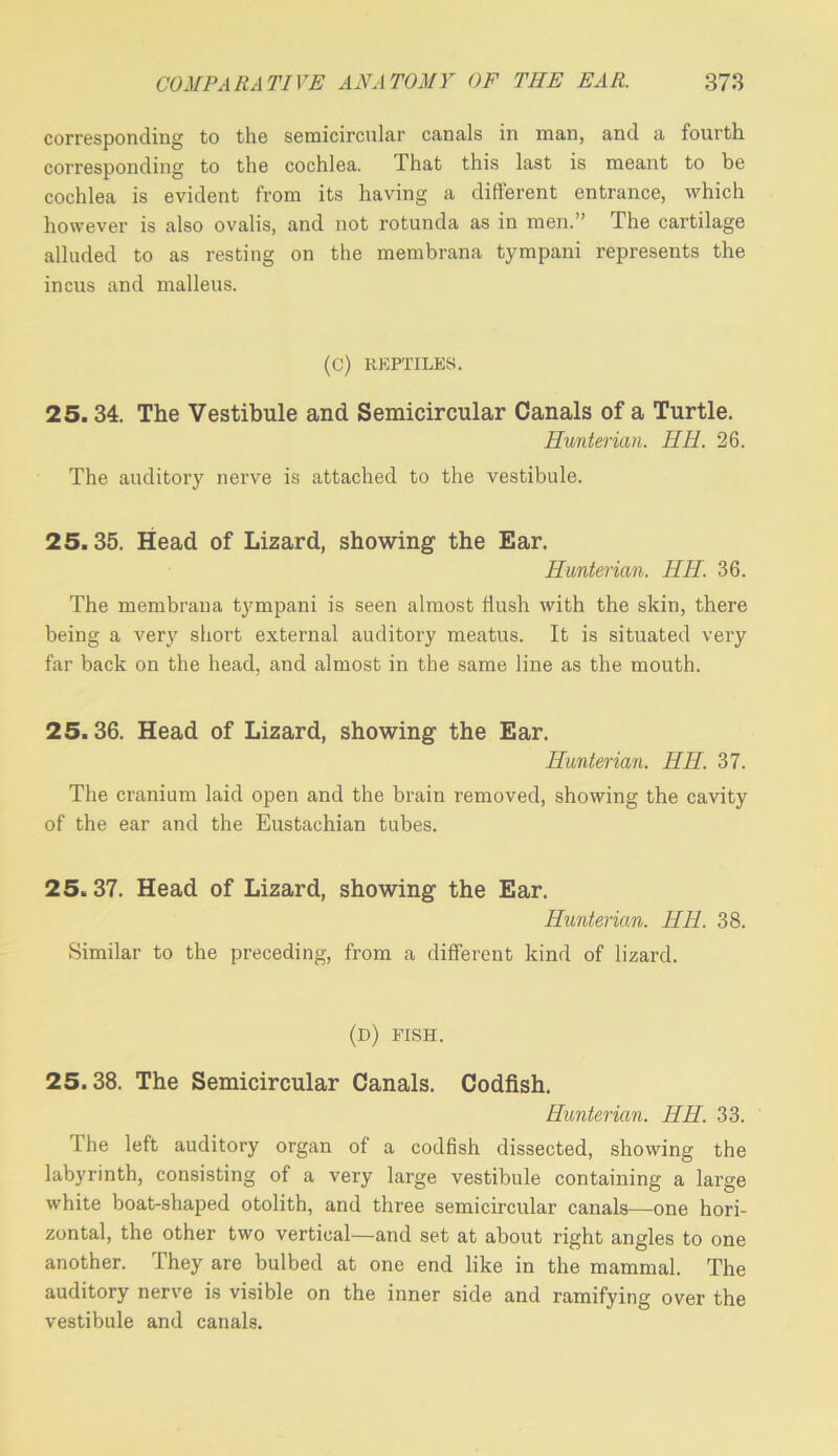 corresponding to the semicircular canals in man, and a fourth corresponding to the cochlea. That this last is meant to be cochlea is evident from its having a different entrance, which however is also ovalis, and not rotunda as in men.” The cartilage alluded to as resting on the membrana tympani represents the incus and malleus. (C) REPTILES. 25.34. The Vestibule and Semicircular Canals of a Turtle. Hunterian. HE. 26. The auditory nerve is attached to the vestibule. 25.35. Head of Lizard, showing the Ear. Hunterian. HH. 36. The membrana tympani is seen almost hush with the skin, there being a very short external auditory meatus. It is situated very far back on the head, and almost in the same line as the mouth. 25.36. Head of Lizard, showing the Ear. Hunterian. HH. 37. The cranium laid open and the brain removed, showing the cavity of the ear and the Eustachian tubes. 25.37. Head of Lizard, showing the Ear. Hunterian. HH. 38. Similar to the preceding, from a different kind of lizard. (d) fish. 25.38. The Semicircular Canals. Codfish. Hunterian. HH. 33. The left auditory organ of a codfish dissected, showing the labyrinth, consisting of a very large vestibule containing a large white boat-shaped otolith, and three semicircular canals—one hori- zontal, the other two vertical—and set at about right angles to one another. They are bulbed at one end like in the mammal. The auditory nerve is visible on the inner side and ramifying over the vestibule and canals.