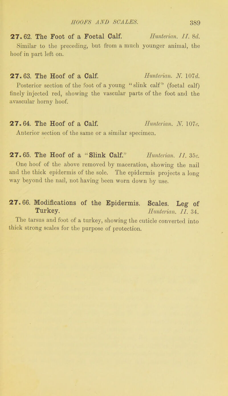 27.62. The Foot of a Foetal Calf. Hunterian. II. M. Similar to the preceding, but from a much younger animal, the hoof in part left on. 27.63. The Hoof of a Calf. Hunterian. N. 101 d. Posterior section of the foot of a young “slink calf” (foetal calf) finely injected red, showing the vascular parts of the foot and the avascular horny hoof. 27.64. The Hoof of a Calf. Hunterian. N. 107e. Anterior section of the same or a similar specimen. 27.65. The Hoof of a “Slink Calf.” Hunterian. II. 35c. One hoof of the above removed by maceration, showing the nail and the thick epidermis of the sole. The epidermis projects a long way beyond the nail, not having been worn down by use. 27.66. Modifications of the Epidermis. Scales. Leg of Turkey. Hunterian. II. 34. The tarsus and foot of a turkey, showing the cuticle converted into thick strong scales for the purpose of protection.