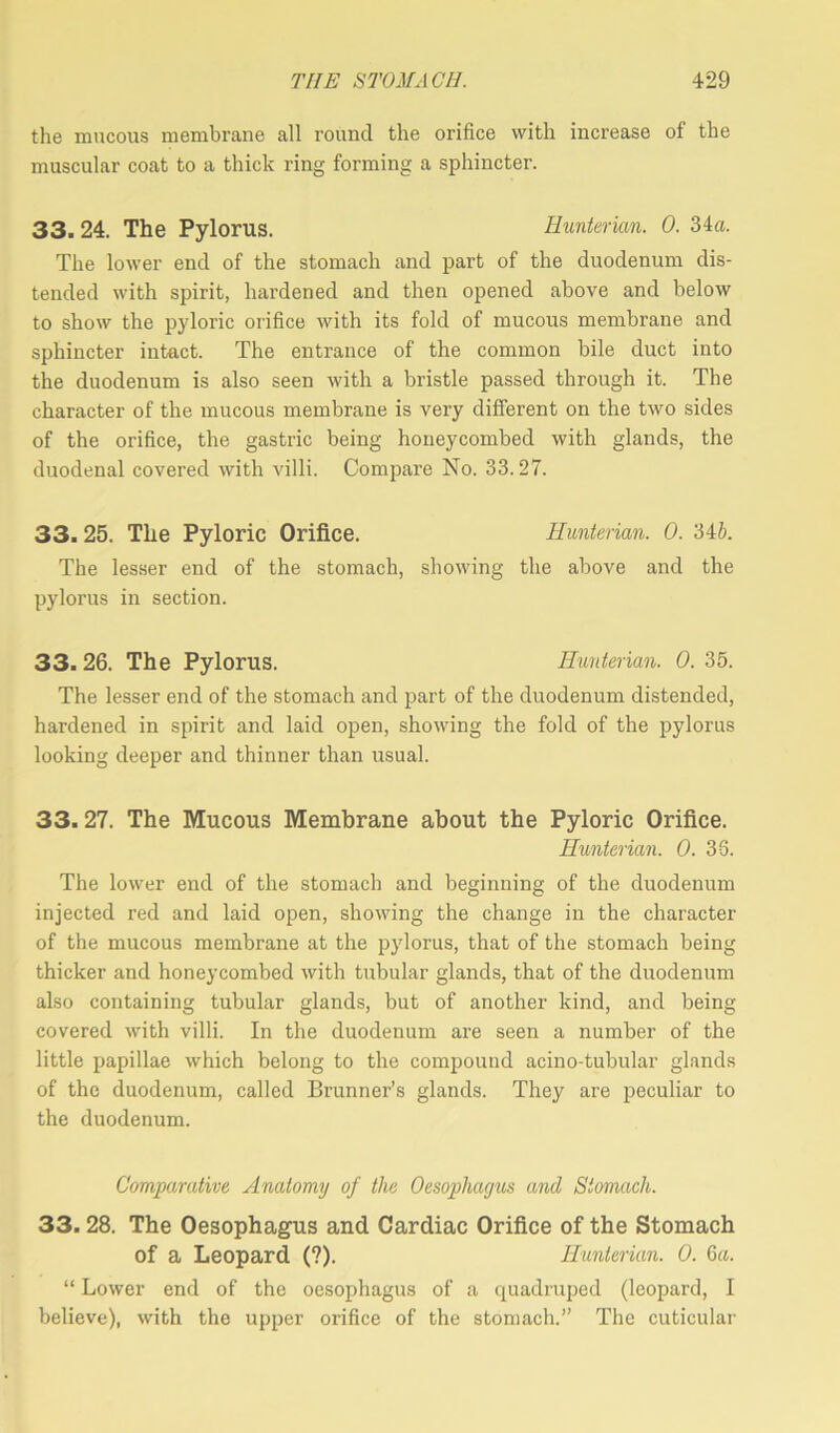the mucous membrane all round the orifice with increase of the muscular coat to a thick ring forming a sphincter. 33. 24. The Pylorus. Hunterian. 0. 34a. The lower end of the stomach and part of the duodenum dis- tended with spirit, hardened and then opened above and below to show the pyloric orifice with its fold of mucous membrane and sphincter intact. The entrance of the common bile duct into the duodenum is also seen with a bristle passed through it. The character of the mucous membrane is very different on the two sides of the orifice, the gastric being honeycombed with glands, the duodenal covered with villi. Compare No. 33.27. 33. 25. The Pyloric Orifice. Hunterian. 0. 34b. The lesser end of the stomach, showing the above and the pylorus in section. 33. 26. The Pylorus. Hunterian. 0. 35. The lesser end of the stomach and part of the duodenum distended, hardened in spirit and laid open, showing the fold of the pylorus looking deeper and thinner than usual. 33.27. The Mucous Membrane about the Pyloric Orifice. Hunterian. 0. 33. The lower end of the stomach and beginning of the duodenum injected red and laid open, showing the change in the character of the mucous membrane at the pylorus, that of the stomach being thicker and honeycombed with tubular glands, that of the duodenum also containing tubular glands, but of another kind, and being covered with villi. In the duodenum are seen a number of the little papillae which belong to the compound acino-tubular glands of the duodenum, called Brunner’s glands. They are peculiar to the duodenum. Comparative Anatomy of the Oesophagus and Stomach. 33.28. The Oesophagus and Cardiac Orifice of the Stomach of a Leopard (?). Hunterian. 0. 6a. “ Lower end of the oesophagus of a quadruped (leopard, I believe), with the upper orifice of the stomach.” The cuticular