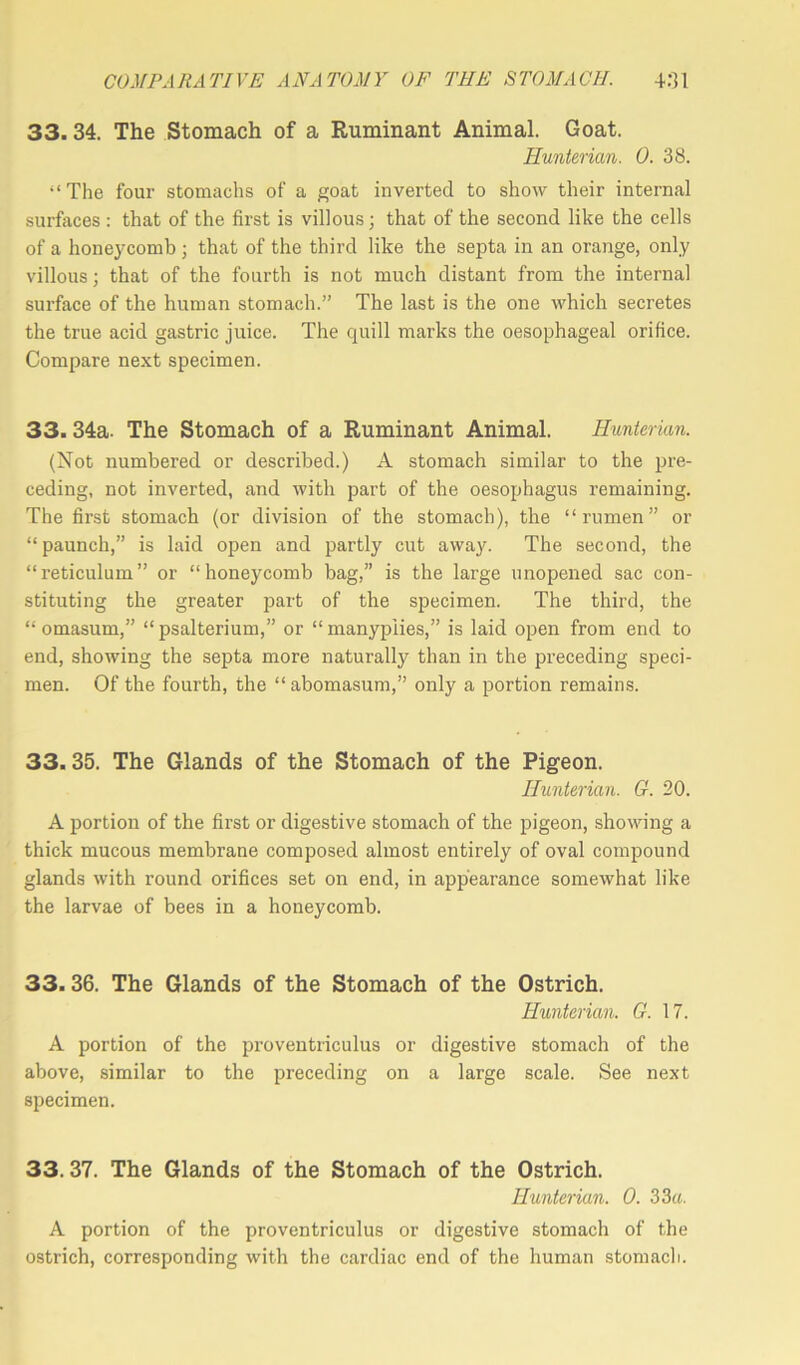33.34. The Stomach of a Ruminant Animal. Goat. Hunterian. 0. 38. “The four stomachs of a goat inverted to show their internal surfaces : that of the first is villous; that of the second like the cells of a honeycomb; that of the third like the septa in an orange, only villous; that of the fourth is not much distant from the internal surface of the human stomach.” The last is the one which secretes the true acid gastric juice. The quill marks the oesophageal orifice. Compare next specimen. 33.34a. The Stomach of a Ruminant Animal. Hunterian. (Not numbered or described.) A stomach similar to the pre- ceding, not inverted, and with part of the oesophagus remaining. The first stomach (or division of the stomach), the “rumen” or “paunch,” is laid open and partly cut away. The second, the “reticulum” or “honeycomb bag,” is the large unopened sac con- stituting the greater part of the specimen. The third, the “ omasum,” “ psalterium,” or “ manypiies,” is laid open from end to end, showing the septa more naturally than in the preceding speci- men. Of the fourth, the “ abomasum,” only a portion remains. 33.35. The Glands of the Stomach of the Pigeon. Hunterian. G. 20. A portion of the first or digestive stomach of the pigeon, showing a thick mucous membrane composed almost entirely of oval compound glands with round orifices set on end, in appearance somewhat like the larvae of bees in a honeycomb. 33.36. The Glands of the Stomach of the Ostrich. Hunterian. G. 17. A portion of the proventriculus or digestive stomach of the above, similar to the preceding on a large scale. See next specimen. 33.37. The Glands of the Stomach of the Ostrich. Hunterian. 0. 33a. A portion of the proventriculus or digestive stomach of the ostrich, corresponding with the cardiac end of the human stomach.