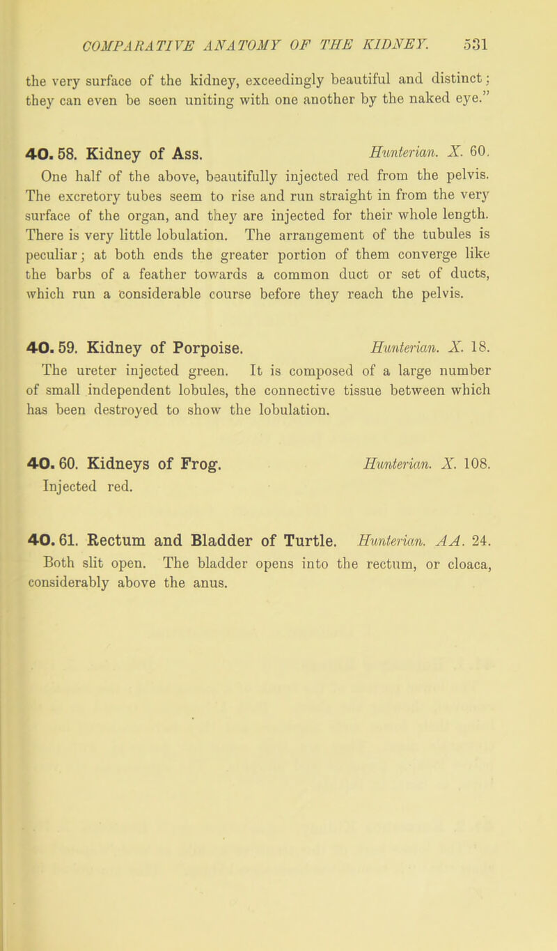 the very surface of the kidney, exceedingly beautiful and distinct; they can even be seen uniting with one another by the naked eye.” 40. 58. Kidney of Ass. Hunterian. X. 60. One half of the above, beautifully injected red from the pelvis. The excretory tubes seem to rise and run straight in from the very surface of the organ, and they are injected for their whole length. There is very little lobulation. The arrangement of the tubules is peculiar; at both ends the greater portion of them converge like the barbs of a feather towards a common duct or set of ducts, which run a considerable course before they reach the pelvis. 40. 59. Kidney of Porpoise. Hunterian. X. 18. The ureter injected green. It is composed of a large number of small independent lobules, the connective tissue between which has been destroyed to show the lobulation. 40. 60. Kidneys of Frog-. Hunterian. X. 108. Injected red. 40.61. Rectum and Bladder of Turtle. Hunterian. AA. 24. Both slit open. The bladder opens into the rectum, or cloaca, considerably above the anus.
