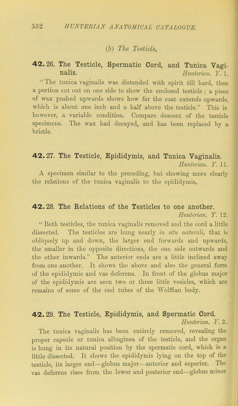 (b) The Testicle. 42.26. The Testicle, Spermatic Cord, and Tunica Vagi- nalis. Hunterian. Y. 1. “ The tunica vaginalis was distended with spirit till hard, then a portion cut out on one side to show the enclosed testicle : a piece of wax pushed upwards shows how far the coat extends upwards, which is about one inch and a half above the testicle.” This is however, a variable condition. Compare descent of the testicle specimens. The wax had decayed, and has been replaced by a bristle. 42.27. The Testicle, Epididymis, and Tunica Vaginalis. Hunterian. Y. 11. A specimen similar to the preceding, but showing more clearly the relations of the tunica vaginalis to the epididymis. 42.28. The Relations of the Testicles to one another. Hunterian. Y. 12. “ Both testicles, the tunica vaginalis removed and the cord a little dissected. The testicles are hung nearly in situ naturali, that is obliquely up and down, the larger end forwards and upwards, the smaller in the opposite directions, the one side outwards and the other inwards.” The anterior ends are a little inclined away from one another. It shows the above and also the general form of the epididymis and vas deferens. In front of the globus major of the epididymis are seen two or three little vesicles, which are remains of some of the end tubes of the Wolffian body. 42. 29. The Testicle, Epididymis, and Spermatic Cord. Hunterian. Y. 2. The tunica vaginalis has been entirely removed, revealing the proper capsule or tunica albuginea of the testicle, and the organ is hung in its natural position by the spermatic cord, which is a little dissected. It shows the epididymis lying on the top of the testicle, its larger end—globus major—anterior and superior. The vas deferens rises from the lower and posterior end—globus minor