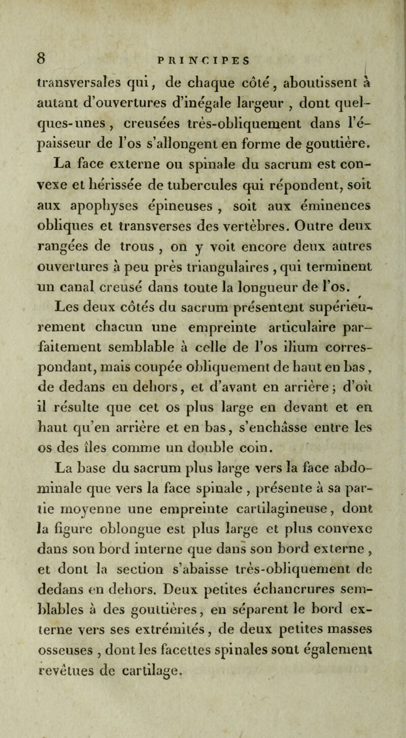 transversales qui, de chaque côté, aboutissent à autant d’ouvertures d’inégale largeur , dont quel- ques-unes, creusées très-obliquement dans l’é- paisseur de l’os s’allongent en forme de gouttière. La face externe ou spinale du sacrum est con- vexe et hérissée de tubercules qui répondent, soit aux apophyses épineuses , soit aux éminences obliques et transverses des vertèbres. Outre deux rangées de trous , on y voit encore deux autres ouvertures a peu près triangulaires , qui terminent un canal creusé dans toute la longueur de l’os. Les deux côtés du sacrum présentent supérieu- rement chacun une empreinte articulaire par- faitement semblable à celle de l’os ilium corres- pondant, mais coupée obliquement de haut en bas, de dedans en dehors, et d’avant en arrière; d’où il résulte que cet os plus large en devant et en haut qu’en arrière et en bas, s’encbasse entre les os des îles comme un double coin. La base du sacrum plus large vers la face abdo- minale que vers la face spinale , présente à sa par- tie moyenne une empreinte cartilagineuse, dont la ligure oblongue est plus large et plus convexe dans son bord interne que dans son bord externe , et dont la section s’abaisse très-obliquement de dedans en dehors. Deux petites échancrures sem- blables à des gouttières, en séparent le bord ex- terne vers ses extrémités, de deux petites masses osseuses , dont les facettes spinales sont également revêtues de cartilage.