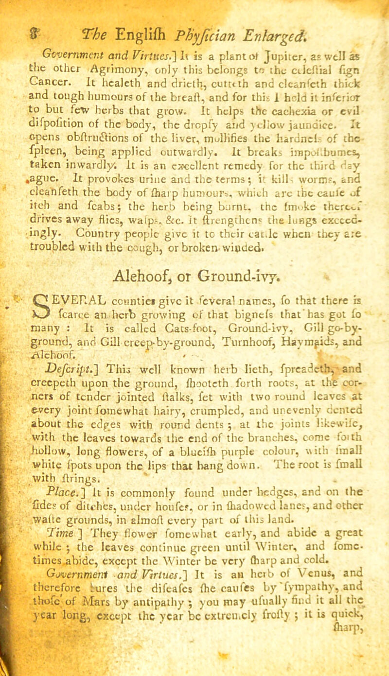 Government and Virtues.'] It is a plant ot Jupiter, as well as the other Agrimony, only this belongs to the cdcfiial fign Cancer. It healeth and drieth, cuttuh and cleanfeth thick and tough humours of the breaft, and for this 1 held it inferior to but few herbs that grow. It helps the cachexia or evil difpofition of the body, the drepfy and yellow jaundice. It opens obflrudiions of the liver, mollifies the hardnels of the fpleen, being applied outwardly. It breaks irnpeibumes, taken inwardly; It is an excellent remedy for the third day .ague. It provokes urine and the terms; it kill, worms, and cleanfeth the body of fhai p humour^, which are the caufe of itch and fcabs; the herb being burnt, the fun be thereof drives away flics, walp-. &c. It {Lengthens the lungs exceed- ingly. Country people give it to their cac.le when they are troubled with the cough, or broken winded. Alehoof, or Ground-ivy. SEVERAL ccuntie* give it feveral names, fo that there is fcarce an herb growing of that bignefs that 'has got fo many : It is called Cats-foot, Ground-ivy, Gill go-by- ground, and Gill ercep-by-ground, Turnhoof, Haym^ids, and Alehoof. ' ' - Defcript.] This well known herb lieth, fpreadeth,- and crecpech upon the ground, Ihootcth forth roots, at the cor- ners of tender jointed flalks, fet with two round leaves at every joint foinewhat hairy, crumpled, and unevenly cented about the edges with round dents; at the joints hkewile, with the leaves towards the end of the branches, come foith hollow, long flowers, of a blueilh purple colour, with final! white fpots upon the lips that bang down. The root is fmall with firings. Place.] It is commonly found under hedges, and on the Tides of ditches, under houfes, or in fliadowed lanes, and other walte grounds, in almofi every part of litis land. Tvne ] They flower fomewhat early, and abide a great while ; the leaves continue green until Winter, and fomc- times^bidc, except the Winter be very (harp and cold. Government and Virtues.] It is an hetb ot Venus, and . therefore lures the difeafes (he caufes by Tympathy, and thofe of Mars by antipathy ; you may ufually find it all the year long, except the year be extremely froily ; it is quick, fharp,