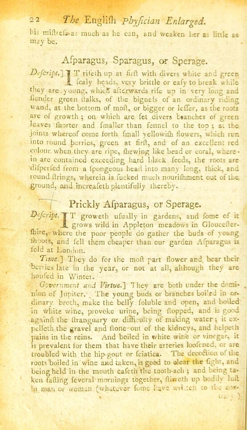 bis mifliefs»as much as he can, and weaken her as little as may be, Afparagus, Sparagus, or Sperage. Befirip.n T riieth up at firfl with divers white and green fcaly heads, very brittle or eafy to break w hile they are . young, whicK afterwards rife up in very long and llender green ftalks, of the bignels of an ordinary riding wand, at the bottom of moll, or bigger or lefTer, as the roots are of growth ; on which are fet divers branches of green leaves fhorter and fmaller than fennel to the too ; at the joints whereof come forth fmall yellowifh flowers, which run into round berries, green at firfl, and of an excellent red colour, when they are ripe, (hewing like bead cr coral, where- in are contained exceeding hard black feeds, the roots are 'difperfed from a (pongeous head into many long, thick, and round firings, wherein is fucked much nourifhment out of the ground, and increafeth plentifully thereby. , J Prickly Afparagus, or Sperage. Dtfcript. TT groweth ufually in gardens, and fome of it JL grows wild in Appleton meadows in Gloucefler- fliire, where die poor people do gather the buds of young ihoot;, and fell them cheaper than our garden Afparagus is fold at London. They do for the mofl part flow'er and bear their be rries late in the year, or not at all, although they are ho tiled in Winter. Government and Virtue.~\ They are both under the domi- nion of Jupiter. The young buds or branches boi’rd in or- dinary- broth, make the belly folublc and open, and boiled in wliite wine, provoke urine, being flopped, and is good agalnft the flTanguary or difficulty of making water: it ex- pellclh the gravel and Aone-out of the kidneys, and helpeth pains in the reins. And boiled in white wine or vinegar, it is prevalent for them that have their arteries loofened, or are troubled with the hip-gout or fciatica. The decoction of the roots boiled in wine and taken, is good to olear the fight, and being held in the mouth eafeth the tooth-acli; and being ta- ken fading feverai mornings together, fliwctli up bodily lull in manor woman (whatever fome lave wiLcen to tie cor-