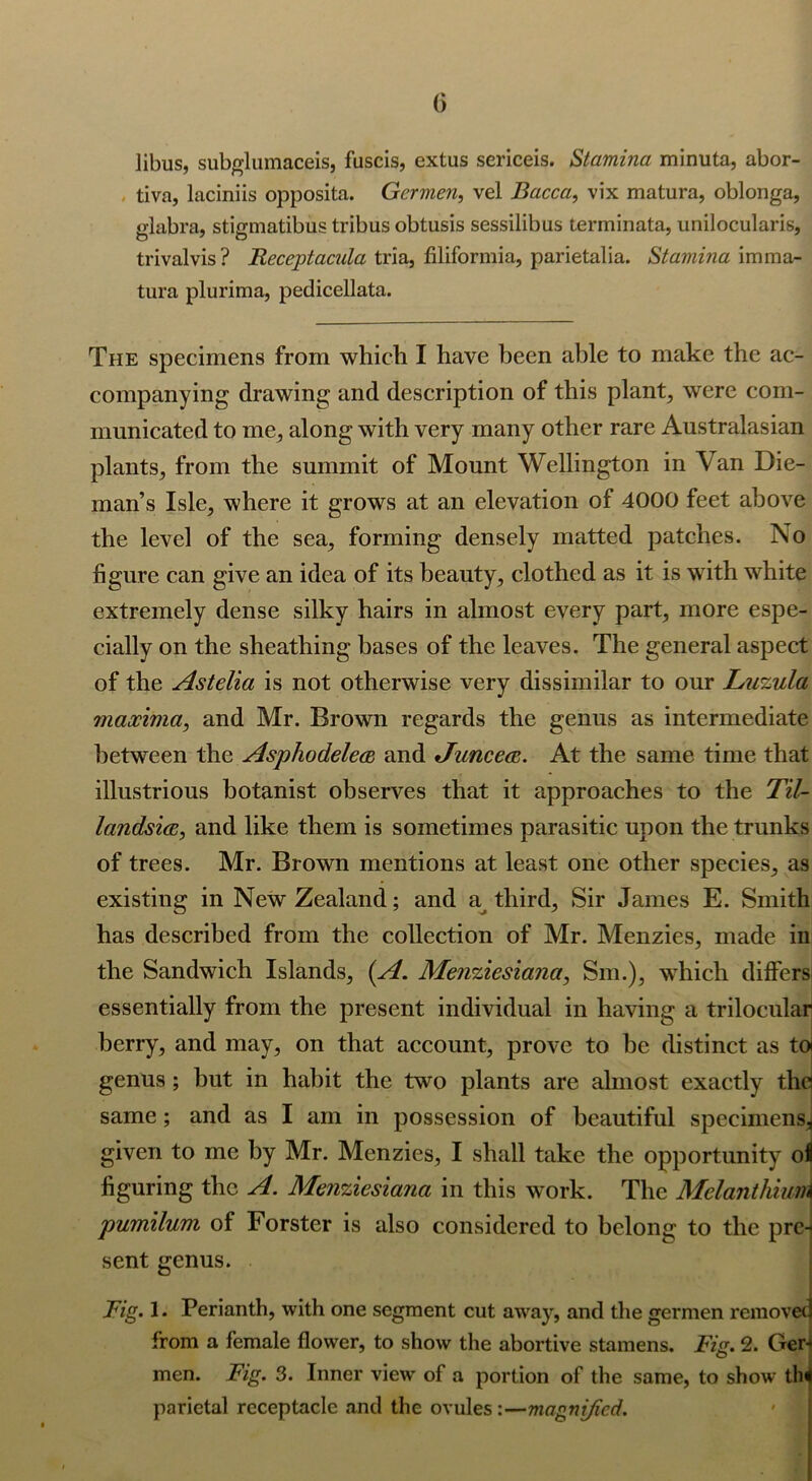 libus, subglumaceis, fuscis, extus sericeis. Stamina minuta, abor- tiva, laciniis opposita. Gcrmen, vel Bacca, vix matura, oblonga, glabra, stigmatibus tribus obtusis sessilibus terminata, unilocularis, trivalvis? Receptacula tria, filiformia, parietalia. Stamina imma- tura plurima, pedicellata. The specimens from which I have been able to make the ac- companying drawing and description of this plant, were com- municated to me, along with very many other rare Australasian plants, from the summit of Mount Wellington in Van Die- man’s Isle, where it grows at an elevation of 4000 feet above the level of the sea, forming densely matted patches. No figure can give an idea of its beauty, clothed as it is writh white extremely dense silky hairs in almost every part, more espe- cially on the sheathing bases of the leaves. The general aspect of the Astelia is not otherwise very dissimilar to our Luzula maxima, and Mr. Brown regards the genus as intermediate between the Asphodelea and Jiincea. At the same time that illustrious botanist observes that it approaches to the Til- landsia, and like them is sometimes parasitic upon the trunks of trees. Mr. Brown mentions at least one other species, as existing in New Zealand; and a third, Sir James E. Smith has described from the collection of Mr. Menzies, made in the Sandwich Islands, {A. Menziesiana, Sm.), which differs essentially from the present individual in having a trilocular berry, and may, on that account, prove to be distinct as to genus; but in habit the two plants are almost exactly thcs same; and as I am in possession of beautiful specimens, given to me by Mr. Menzies, I shall take the opportunity oil figuring the A. Menziesiana in this work. The Melanthiuirt pumilum of Forster is also considered to belong to the pre- sent genus. Fig. 1. Perianth, with one segment cut away, and the germen removed from a female flower, to show the abortive stamens. Fig. 2. Ger-j men. Fig. 3. Inner view- of a portion of the same, to show thi parietal receptacle and the ovules:—magnified.