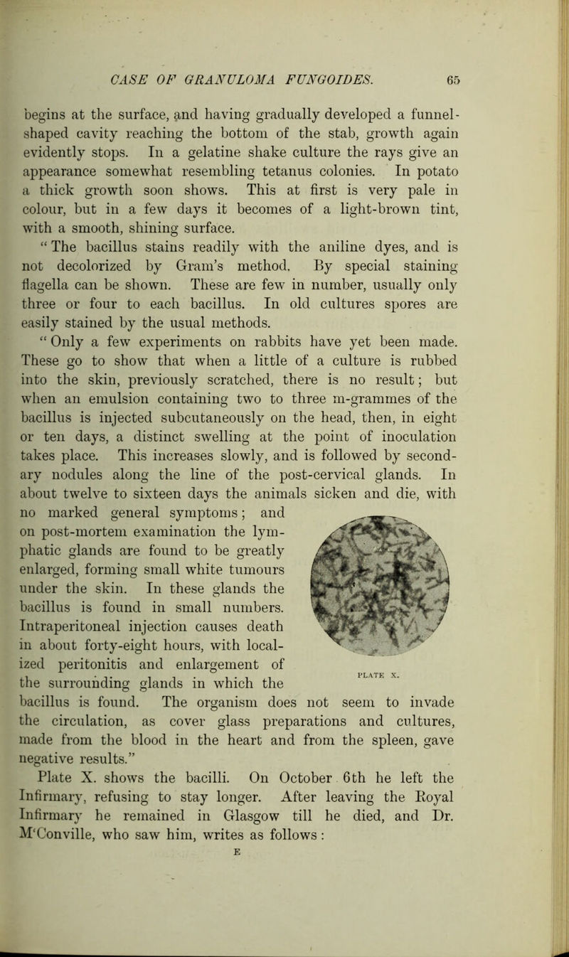 begins at the surface, and having gradually developed a funnel- shaped cavity reaching the bottom of the stab, growth again evidently stops. In a gelatine shake culture the rays give an appearance somewhat resembling tetanus colonies. In potato a thick growth soon shows. This at first is very pale in colour, but in a few days it becomes of a light-brown tint, with a smooth, shining surface. “ The bacillus stains readily with the aniline dyes, and is not decolorized by Gram’s method. By special staining flagella can be shown. These are few in number, usually only three or four to each bacillus. In old cultures spores are easily stained by the usual methods. “ Only a few experiments on rabbits have yet been made. These go to show that when a little of a culture is rubbed into the skin, previously scratched, there is no result; but when an emulsion containing two to three m-grammes of the bacillus is injected subcutaneously on the head, then, in eight or ten days, a distinct swelling at the point of inoculation takes place. This increases slowly, and is followed by second- ary nodules along the line of the post-cervical glands. In about twelve to sixteen days the animals sicken and die, with no marked general symptoms; and on post-mortem examination the lym- phatic glands are found to be greatly enlarged, forming small white tumours under the skin. In these glands the bacillus is found in small numbers. Intraperitoneal injection causes death in about forty-eight hours, with local- ized peritonitis and enlargement of the surrounding glands in which the bacillus is found. The organism does not seem to invade the circulation, as cover glass preparations and cultures, made from the blood in the heart and from the spleen, gave negative results.” Plate X. shows the bacilli. On October 6 th he left the Infirmary, refusing to stay longer. After leaving the Royal Infirmary he remained in Glasgow till he died, and Dr. M'Conville, who saw him, writes as follows: