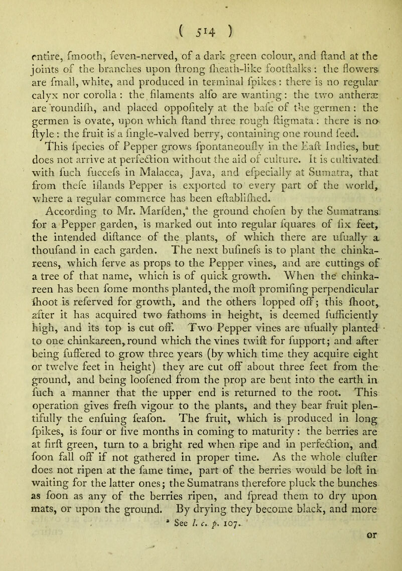 entire, fmooth, feven-nerved, of a dark green colour, and (land at the joints of the branches upon ftrong flieath-like footftalks: the flowers- are fmall, white, and produced in terminal fpikes: there is no regular calyx nor corolla; the,filaments alfo are wanting: the two antherse are'roundifln, and placed oppofitely at the bafe of tlie germen : the germen is ovate, upon which ftand three rough fligmata; there is no ftyle ; the fruit is a fingle-valved berry, containing one round feed. This fpecies of Pepper grows fpontaneoufly in the Eafi; Indies, but does not arrive at perfedlion without the aid of culture. It is cultivated with fuch fuccefs in Malacca, Java, and efpeciaily at Suma.tra, that from thefe iflands Pepper is exported to every part of the v.^orld, where a regular commerce has been eftabliflied. According to Mr. Marfden,^ the ground chofen by the Sumatrans for a Pepper garden, is marked out into regular fquares of fix feet, the intended diftance of the plants, of which there are ufually a thoufand in each garden. The next bufinefs is to plant the chinka- reens, which ferve as props to the Pepper vines, and are cuttings of a tree of that name, wflrich is of quick growth. When the chinka- reen has been fome months planted, the moil promifing perpendicular fhoot is referved for growth, and the others lopped off; this fhoot, after it has acquired two fathoms in height, is deemed fufficiently high, and its top is cut off. Two Pepper vines are ufually planted to one chinkareen, round which the vines twifl; for fupport; and after being fuffered to grow three years (by which time they acquire eight or twelve feet in height) they are cut off about three feet from the ground, and being loofened from the prop are bent into the earth in Inch a manner that the upper end is returned to the root. This operation gives frefh vigour to the plants, and they bear fruit plen- tifully the enfuing feafon. The fruit, which is produced in long fpikes, is four or five months in coming to maturity: the berries are at firft green, turn to a bright red when ripe and in perfedfion, and foon fall off if not gathered in proper time. As the whole duffer does not ripen at the fame time, part of the berries would be loft in waiting for the latter ones; the Sumatrans therefore pluck the bunches as foon as any of the berries ripen, and fpread them to dry upon mats, or upon the ground. By drying they become black, and more * See /. c. p. 107. or