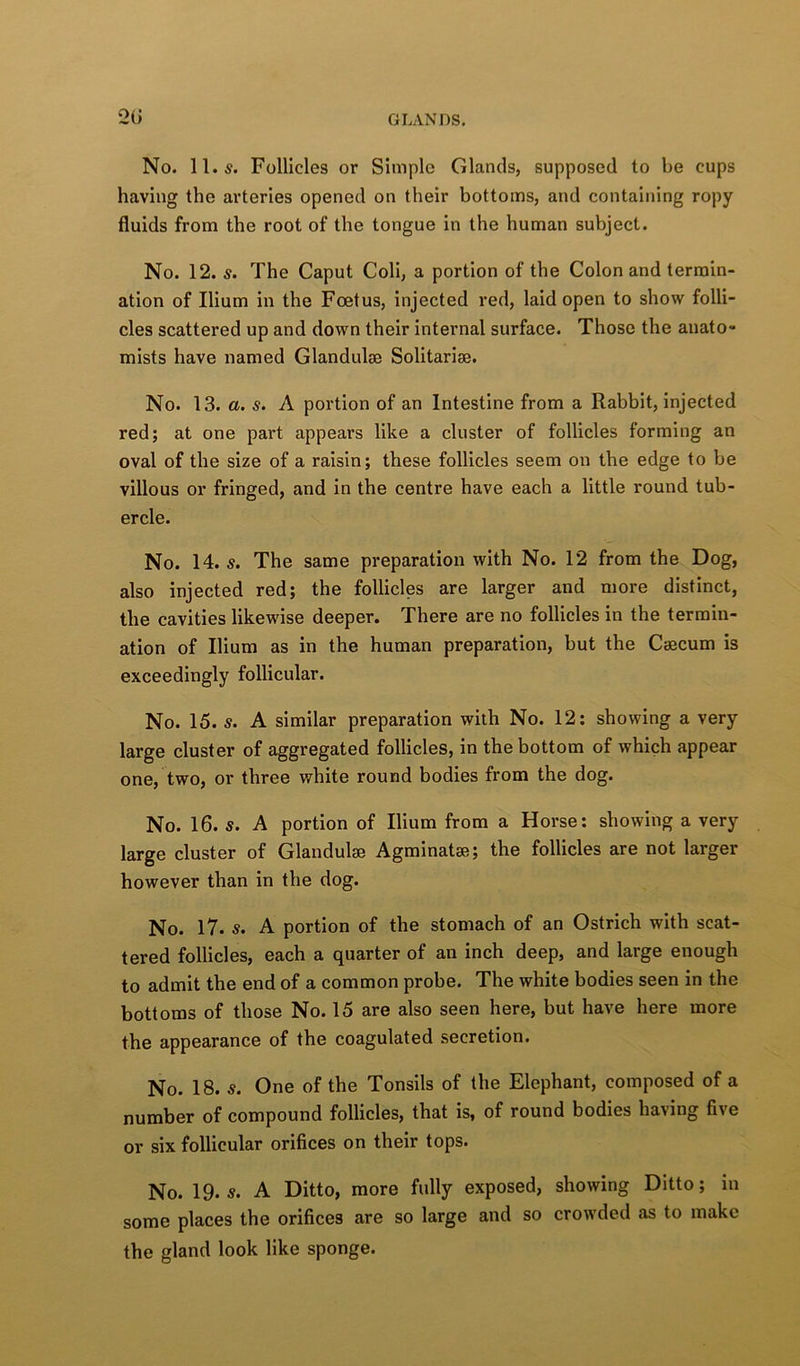 No. 11.5. Follicles or Simple Glands, supposed to be cups having the arteries opened on their bottoms, and containing ropy fluids from the root of the tongue in the human subject. No. 12. 5. The Caput Coli, a portion of the Colon and termin- ation of Ilium in the Fcetus, injected red, laid open to show folli- cles scattered up and down their internal surface. Those the anato- mists have named Glandulse Solitarise. No. 13. a. s. A portion of an Intestine from a Rabbit, injected red; at one part appears like a cluster of follicles forming an oval of the size of a raisin; these follicles seem on the edge to be villous or fringed, and in the centre have each a little round tub- ercle. No. 14.5. The same preparation with No. 12 from the Dog, also injected red; the follicles are larger and more distinct, the cavities likewise deeper. There are no follicles in the termin- ation of Ilium as in the human preparation, but the Caecum is exceedingly follicular. No. 15. 5. A similar preparation with No. 12: showing a very large cluster of aggregated follicles, in the bottom of which appear one, two, or three white round bodies from the dog. No. 16. 5. A portion of Ilium from a Horse: showing a very large cluster of Glandulae Agminatae; the follicles are not larger however than in the dog. No. 17. 5. A portion of the stomach of an Ostrich with scat- tered follicles, each a quarter of an inch deep, and large enough to admit the end of a common probe. The white bodies seen in the bottoms of those No. 15 are also seen here, but have here more the appearance of the coagulated secretion. No. 18. 5. One of the Tonsils of the Elephant, composed of a number of compound follicles, that is, of round bodies having five or six follicular orifices on their tops. No. 19.5. A Ditto, more fully exposed, showing Ditto; in some places the orifices are so large and so crowded as to make the gland look like sponge.