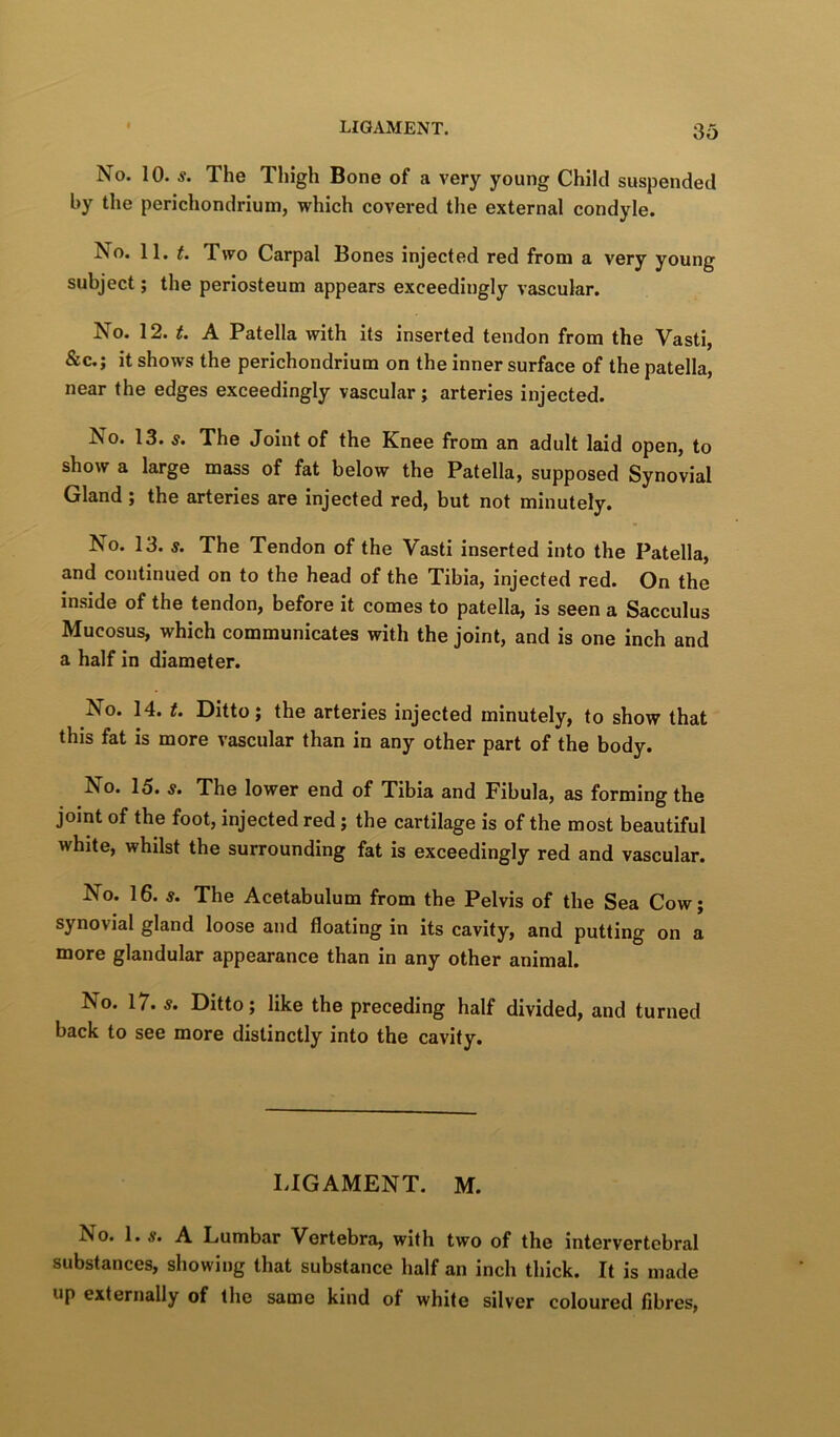 No. 10. s. The Thigh Bone of a very young Child suspended by the perichondrium, which covered the external condyle. No. 11. t. Two Carpal Bones injected red from a very young subject; the periosteum appears exceedingly vascular. No. 12. t. A Patella with its inserted tendon from the Vasti, &C.J it shows the perichondrium on the inner surface of the patella, near the edges exceedingly vascular; arteries injected. No. 13. s. The Joint of the Knee from an adult laid open, to show a large mass of fat below the Patella, supposed Synovial Gland ; the arteries are injected red, but not minutely. No. 13. s. The Tendon of the Vasti inserted into the Patella, and continued on to the head of the Tibia, injected red. On the inside of the tendon, before it comes to patella, is seen a Sacculus Mucosus, which communicates with the joint, and is one inch and a half in diameter. No. 14. t. Ditto; the arteries injected minutely, to show that this fat is more vascular than in any other part of the body. No. 15. s. The lower end of Tibia and Fibula, as forming the joint of the foot, injected red; the cartilage is of the most beautiful white, whilst the surrounding fat is exceedingly red and vascular. No. 16. s. The Acetabulum from the Pelvis of the Sea Cow; synovial gland loose and floating in its cavity, and putting on a more glandular appearance than in any other animal. No. 17. s. Ditto; like the preceding half divided, and turned back to see more distinctly into the cavity. LIGAMENT. M. No. 1. A Lumbar Vertebra, with two of the intervertebral substances, showing that substance half an inch thick. It is made up externally of the same kind of while silver coloured fibres,