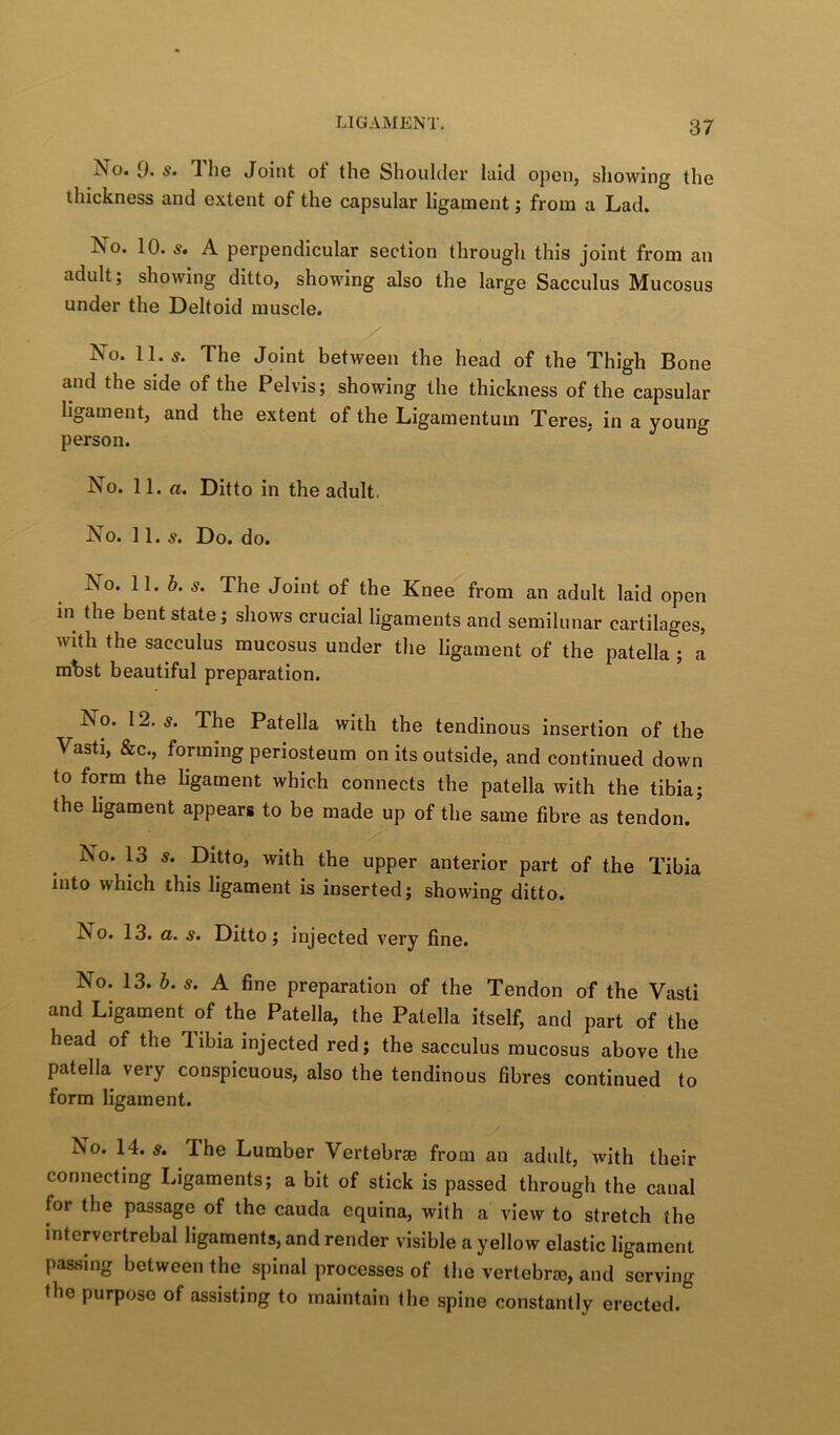 No. 9. s. The Joint of the Shoulder laid open, showing the thickness and extent of the capsular ligament; from a Lad, No. 10. 5. A perpendicular section through this joint from an adult; showing ditto, showing also the large Sacculus Mucosus under the Deltoid muscle. No. 11.5. The Joint between the head of the Thigh Bone and the side of the Pelvis; showing the thickness of the capsular ligament, and the extent of the Ligamentum Teres, in a vounff person. No. 11. a. Ditto in the adult. No. 11.5. Do. do. Jso. 11. i. 5. The Joint of the Knee from an adult laid open in the bent state; shows crucial ligaments and semilunar cartilages, with the sacculus mucosus under the ligament of the patella ; a mbst beautiful preparation. No. 12. 5. The Patella with the tendinous insertion of the Vasti, &c., forming periosteum on its outside, and continued down to form the ligament which connects the patella with the tibia; the ligament appears to be made up of the same fibre as tendon. No. 13 s. Ditto, with the upper anterior part of the Tibia into which this ligament is inserted; showing ditto. No. 13. a. 5. Ditto; injected very fine. No. 13. b. 5. A fine preparation of the Tendon of the Vasti and Ligament of the Patella, the Patella itself, and part of the head of the libia injected red; the sacculus mucosus above the patella very conspicuous, also the tendinous fibres continued to form ligament. No. 14. 5. The Lumber Vertebraj from an adult, with their connecting Ligaments; a bit of stick is passed through the canal for the passage of the cauda equina, with a view to stretch the intervertrebal ligaments, and render visible a yellow elastic ligament passing between the spinal processes of the vertebra?, and serving the purpose of assisting to maintain the spine constantly erected.