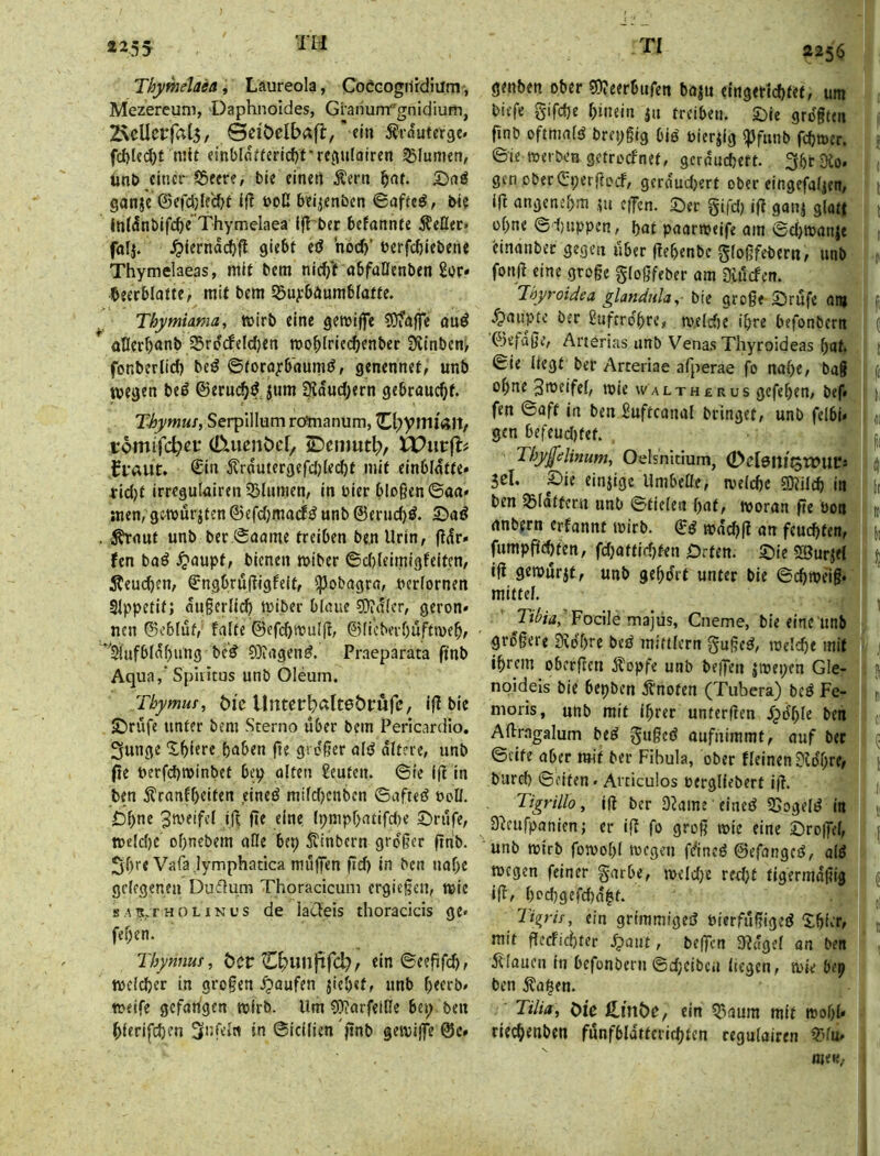 ThymeUeat Laureola, CoeGogn'rdiiim, Mezereuni, Daphnoides, Giariunr-gnidium, 2\cUcrfa[5, SdMbaft,' ein Äidutcrgc. fd)led)t mit einblofteric^Trefiufatren Blumen, tmö einer Söeere, bie einert Äern ^nt. gaiije ©efdjic'djt ifl öoß beijenben 6af(e^, bie in((5nbifc^e’ Thymelaea ifl bcr befannte i?eUec> fttlj. ,^iernd(^jl giebt (ö h6d>’ berfcliiebene Thymelaeas, mit bem nirfft abfaßenben £or* beerblaftc, mit bem SSuybaurabfatfe. Thymiama, mirb eine gemiffe COfaffe auö ößer^anb 35rd(felcf)en roo^iriei^enbec 3linbcn/ fonberlid) beö ©toca^rb'aumjf, genennet, unb wegen bed ©ernd^d jura ^ducOern gebraucht. Thyrnuf, Serplllum rötnanum, 0;ynil'«lt/ romireb^i-* (Dtuenöd, £)eiimtb/ Ä?ur(l# fraut* €in 5trdutergefd)le(^f mit einbldtte» 4rid)t irreguiniren Blumen, in hier bloßen ©an* men, gemurrten ©efdjmaef^ unb @erud)ö. Saö ^nut unb ber ©aame treiben be.nUrin, fldr» fen baö ^aupf, bienen miber ©djleimigfeiten, 5teu(^en, €ngbrufligfelt, ^obagra, bcrlornen SIppetif; dngerlic^ tpiber blnue ?0idlcr, geron» nen ©ebluf, falte ©efc^trulß, ©(icbevf)uftn)e^, *^^ufb(df)ung bc^ 0}Jrtgcn#. Praeparata ftnb Aqua, Spuitus unb Oleum. Thymuf, öi'e Untetbditeöpufc, ifl bic ©rufe unter bem Sterno über bem Pericardlo. 3unge X()iere haben fte gi cger ald dltere, unb (ie berfd)n>inbet bep alten Leuten, ©te iß in ben Äranfheiten eineö mi(d)cnben ©afteö öcß. Ohne 3tt)eifcl ift fte eine Ipmphatifdje ©rufe, tt)eld)C of)nebem aße bep 5?inbcrn großer finb. ShreVafa lymphatica muffen füd) in ben nahe gelegenen Duflum Thoracicum ergießen, wie B A ix. r H o LIN u s de ia£feis thoracicis ge« fehen. Thymus, bct, ein ©eefifd), welcher in großen Raufen jiebetf unb heerb* weife gefatigen wirb. Um 0)?arfelße bet; ben hferifchm ^nkln in ©icilien ftnb gewiffe ©c» 2256 genben ober 5)?eerbnfen ba|u etngercd)tef, um biefe gifepe hinein ju treiben, ©ce gro'gten finb oftmals brepgig bie bierjlg ^funb fchwer. ©ie werben getroefnet, geräuchert. 3hr9to« gen ober (Üperßocf, gerdudjert ober eingefaljett, iß angenehm .pi cifcn. ©et gifdj iß ganj glatf ohne ©djuppen, hnt paarweife am ©d)Wanje Hnanbet gegen über ßehenbe gloßfebern, unb fonß eine große gloßfeber am 3iucfen. Thyroidea glandula,- bie große ©rufe an} ^‘0 Luftröhre, welcfje ihre befonbern ©efaße, Arterias unb Vena.s Thyroideas hat. ©ie liegt ber Arteriae afperae fo nahe, baß ohne 3mcife(, wie waltherus gefehen, bef« fen ©aff in ben Suftcanal bringet, unb felbi* gen befeudßet. Thyß'elinum, Oelsnitium, 0d6lli^tOUtts 5el. pie cinjige Umbeße, welche gjiilch in ben Slaffcrn unb ©fielen hat, woran ßc öoii nnbern crfannt wirb. wdchß an feuchten, fnmpßchten, fdjatticfß-en Orten, ©ie SBurjei iß gewurjt, unb gehört unter bie ©i^weiß* mittel. Tibia, Focile majus, Cneme, bie eine unb größere 0idhre beö mittlcrn gußed, welche mit ihrem oberßen jlopfe unb beßen |Wepcn Gle- npidels bie bepben ^'noten (Tubera) beö Fe- moris, unb mit ihrer unterßen S^6t)U ben Aßragalum bed gußed aufnimmt, auf bcc ©eite aber mit ber Fibula, ober fleinen ?idhre, burch ©eiten« Arciculos berglieberf iß. Tigrillo, iß ber D^amreined SSogeH in 9'icufpanienj er iß fo groß wie eine ©roßd, unb wirb fowo[>( wegen 0ncd ©efangcjJ, ald wegen feiner garbe, welche red)t fjgermdßig Iß, hod)gefd)d|t. Tigris, ein grtmmigeö bierfußiged ©hier, mit ßccFid)tcr .^aiit, beßen 3^«gel an ben dtlaucn in befonbern ©cpcibcii liegen, wie bep ben Äa|en. Tilia, Oie ein 53aum mit wohl» riechenben funfbldttcricptcn cegnlairen ß'iu* «eK,.