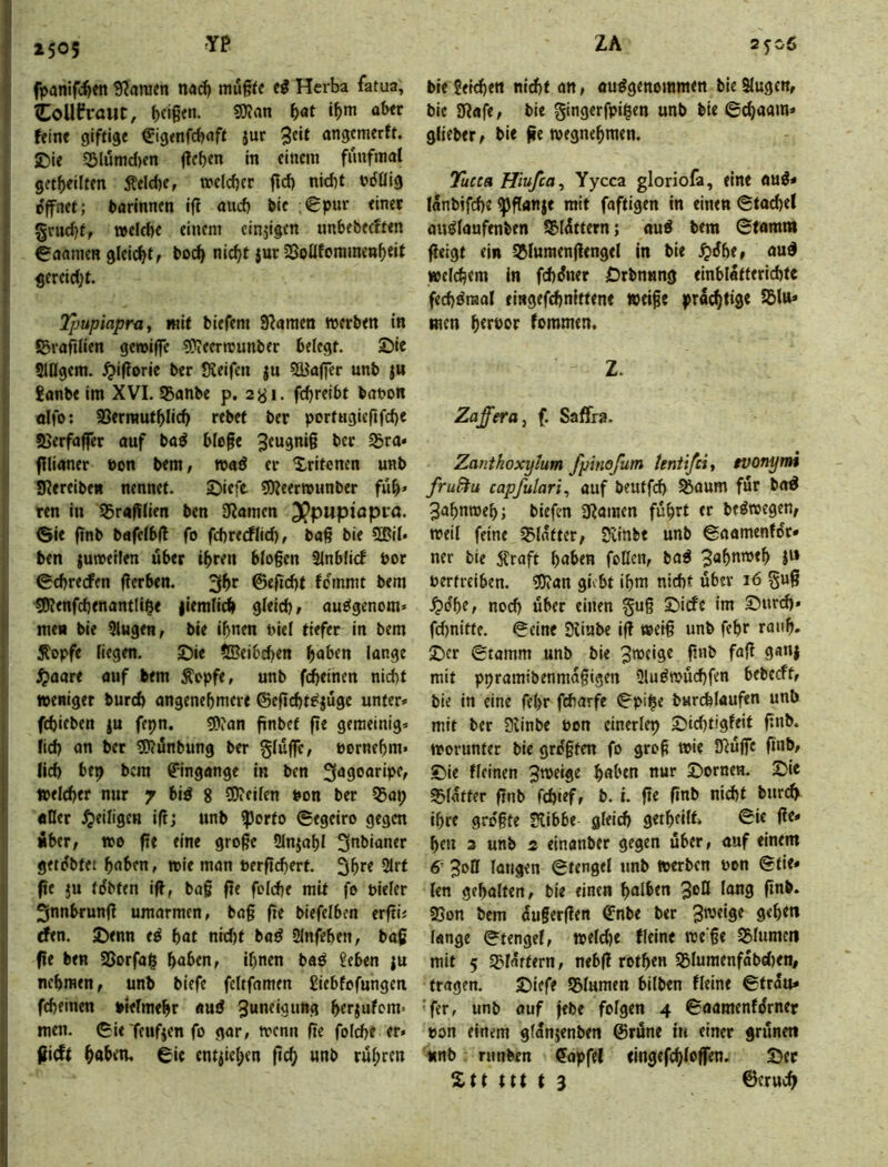 ZA 2505 YP fpanifc^en 9?aracn nad) n1^S§^c Herba fatua, ioUfraut, ^at ob« fein« giftige €igenfcboft jur 3tit ongcmerft. SDie S5lumd)cn fielen in einem fünfmal getbeilten Äeld)e, mcldjcr fld) nid)t ndüig öffnet; darinnen i(t and) bie €pur «inet gtudjf, weld)€ einem einzigen unbe&ecften boomen gleicf^t, boc^ nid;t jut 5SoÜforamenb««t gereid^t. Ipupiapruy mit biefem Spornen werben in ©rofilien gewiffe 5?iC«njunber belegt. Sie SlHgem. ^ifforic ber Keifen ju 5üo(fer unb jn £onbe im XVI. SBanbe p. ayi. febreibt bobon olfo: SSerrautblicb rebef ber portttgicfifcbe sßerfoffer ouf boö ble§e bet ^ro* fllioner bon bem, w«ö er Xritenen unb Kereibe« nennet. Siefe (Keerwunber fub» ten in 55ro|Uien ben Körnen (Sie ftnb bofelbd fo fcbrerflid), bog bie 5®il» ben juweifen über i^ren bIo§cn Sinblief bor ©ebreefen (Icrben. ©eficbt femmt bem tKenfcbenontlii^e |iem(ii^ gleich, ou^genom« me« bie 9lugen, ble ihnen bici tiefer in bem 3topfe hegen. Sie ©eibeben haben longe S^aart ouf bem Äopfe, unb febeinen nicht »eniger bureb ongenebmere ©eficbt^juge unter» febicben ju fepn. ?D?an finbet fie gemeinig» lid) on bet 5)(unbung b« §(uffc, bornehm* lid) bep bem g'ingonge in ben ^agoarip^f welcher nur y biö g ^Keifen bon ber Q5oi; «Eer ^eiligen iftj unb ^porto ©egeiro gegen «ber, WO fte eine große Sinjobl S^tbioner getobter haben, wie mon berfi(hert. 2lrt fit ju tdbten ifl, boß fte fofebe mit fo biefer 3nnbrun(l umormen, bo§ fte biefelben erftii rfen. Senn ed bat nid)t boö Ulnfeben, boß fte ben SSorfog haben, ihnen baö 2eben ju nehmen, unb biefe feftfomen £iebfofungen febeinen »lefmehr «uö 3a”tiaung herjufom* men. ©ieTeufjenfo gor, tvenn fte fofebe er» flicft ha^etu ©ie entziehen (ich ruf;ren 2506 bie Sekben nid)t on, ouögenommen bie Slugcn, bie Kofe, bie gingerfpigen unb bie ©choom» glieber, bie fle wegnehmen. Tucea Hiufea^ Yycca gloriofä, eine ouö* (onbifebe ^flanje mit foftigen in einen ©tocbel ou^foufenben ^I^ttern; ouö bem ©fomm ^«igt «in Sßluraenjlengel in bie Jj^he, ou§ welcbem in febiJner Srbnung «inblattericbtc fecböraol «ingefdjnlttene weiße pra^tige SßlH» men httPor fommen. Z. Zafferoj f. Saffra. Zanthoxytum fpinofum tentifeij tvonymi fru^u capfulari^ auf beutfeb ^aum für bo^ ^ohnroeh; biefen Kamen fuhrt er be^wegen, weil feine 35lotter, Kinbe unb ©oomenfor* ner bie 5?roft haben foUen, bo^ 3ahnweh P» Perfreiben. «Kan giebt ihm nicht über 16 §uß ^(Jhe, noch über einen guß Siefe im Surd)» fd)nitte. ©eine Kinbe i|? weiß unb fehr rauh. Ser ©tomm unb bie 3»Pt‘9^ 9**”* mit ppromibenmaßigen üluöwucbfen bebceft, bie in eine fehr feborfe ©pi^e burebfoufen unb mit ber Dlinbe Pen cinerlep Sid)tigfeit ßnb. worunter bie größten fo groß wie Kujfe ßnb, Sie ffeinen 3weige haben nur Sornen. Sie Sfotter ßnb febief, b. t. ße ßnb nid)t bur(^ ihre gro'ßte Kibbe gfeicb getbeift» Sie ße» ben 3 unb 2 einanber gegen über, ouf einem 6- 3ott fangen ©tengel imb w«bcn pon ©tie» len gebaften, bie einen halben 3®^ ^ang ßnb. 35on bem dußerßen (Jnbe ber 3*Pe‘Se geben fange ©tengef, welche fleine we ße 25fumen mit 5 SSfdrfern, nebß rothen S3luraenfdbd)en, trogen. Siefe S5fumen bilben (feine ©trdu» ■fer, unb ouf feb« folgen 4 ©oomenfdrner pon einem gfdnjenben ©rüne tu einer grünen «nb nmben €opfel elngefchlpffen. Sec %tt ttt t 3 ©eruch