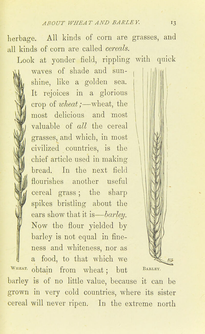 herbage. All kinds of corn are grasses, and all kinds of corn are called cereals. Look at yonder field, rippling with quick waves of shade and sun- shine, like a golden sea. It rejoices in a glorious crop of wheat;—wheat, the most delicious and most valuable of all the cereal grasses, and which, in most civilized countries, is the chief article used in making bread. In the next field flourishes another useful cereal grass ; the sharp spikes bristling about the ears show that it is—barley. Now the flour yielded by barley is not equal in fine- ness and whiteness, nor as a food, to that which we wheat. op^in from wheat; but barley is of no little value, because it can be grown in very cold countries, where its sister cereal will never ripen. In the extreme north Bakley.